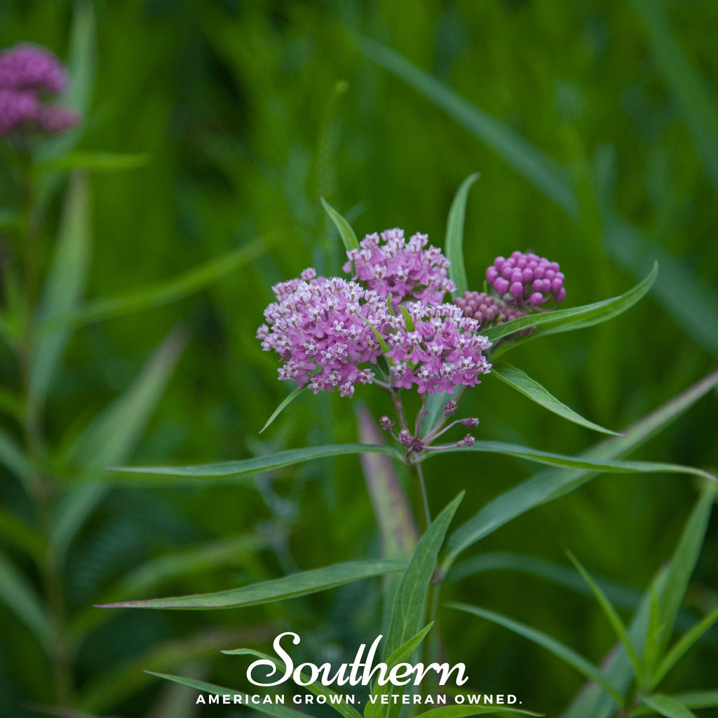 Southern Seeds Swamp Milkweed – 50 Seeds | Heirloom Boulevard