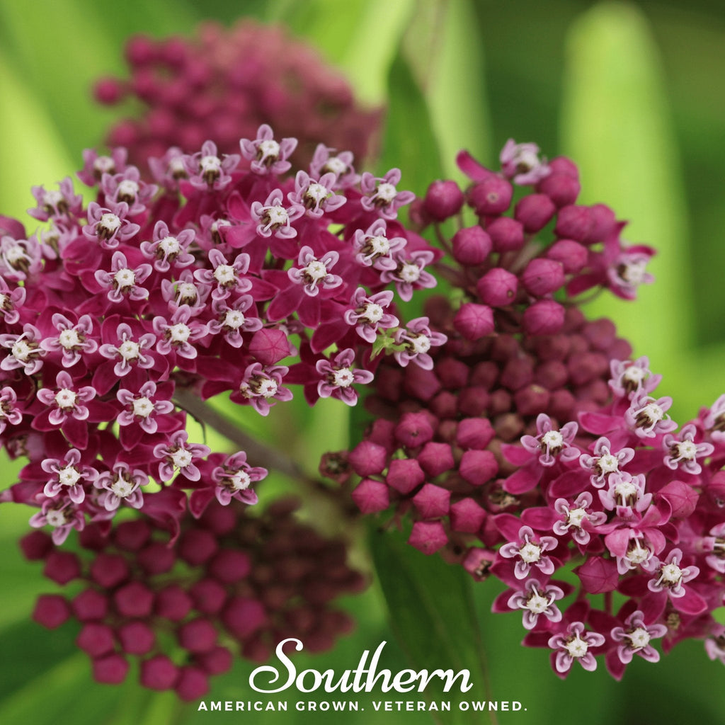 Southern Seeds Swamp Milkweed – 50 Seeds | Heirloom Boulevard