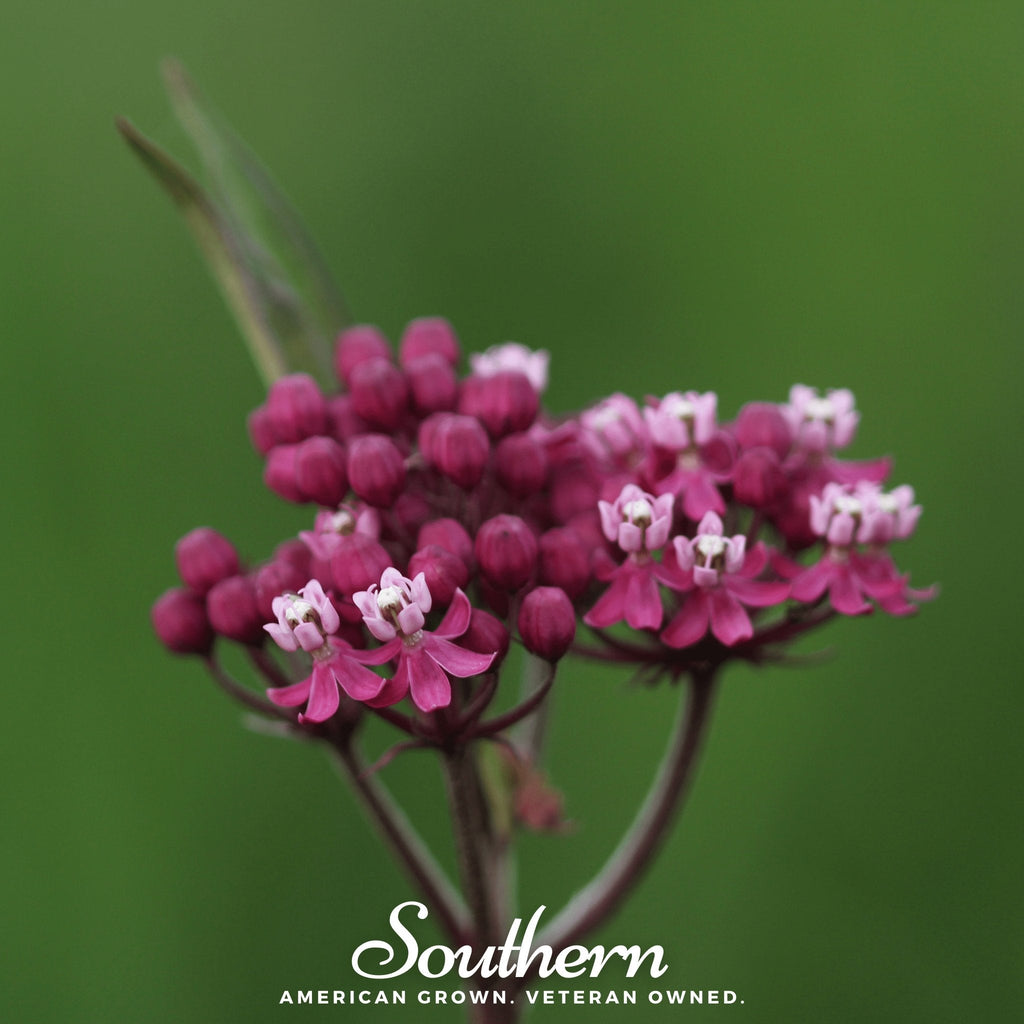 Southern Seeds Swamp Milkweed – 50 Seeds | Heirloom Boulevard