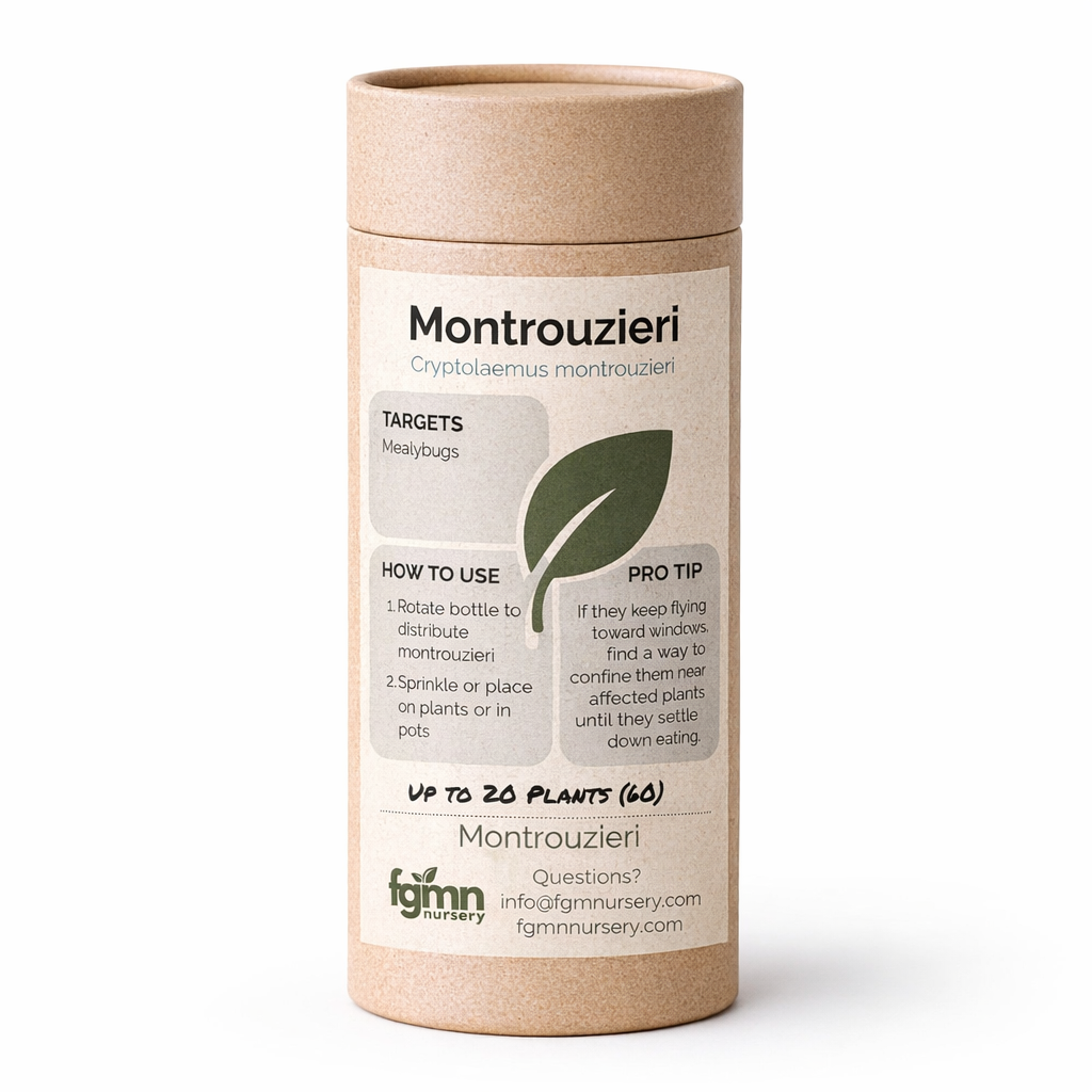 FGMN Nursery Cryptolaemus montrouzieri X-Large — Up to 100 Plants Adults (200) | Heirloom Boulevard