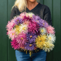 Southern Seeds Needle Mix Aster – 50 Seeds | Heirloom Boulevard