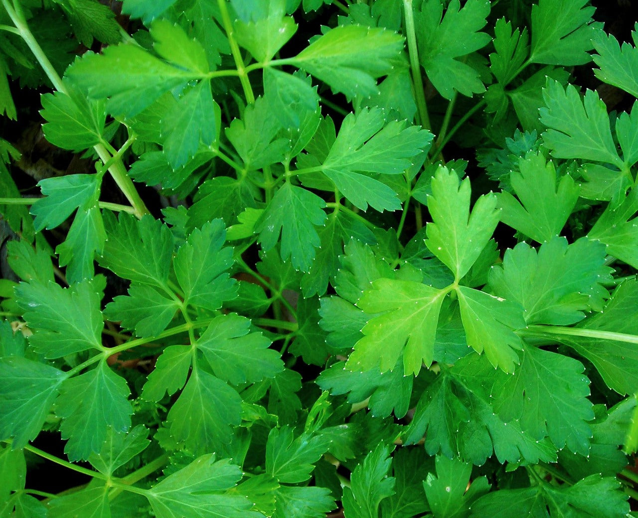 Seattle Seed Co. Parsley - Thumbnail 3