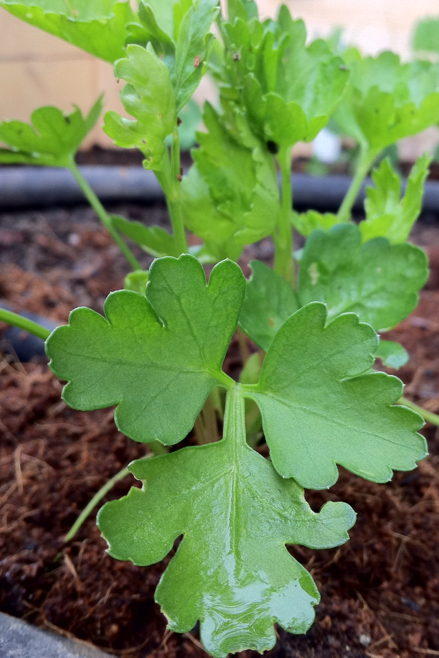 Seattle Seed Company Parsley - Dark Green Italian Flat Leaf | Heirloom Boulevard