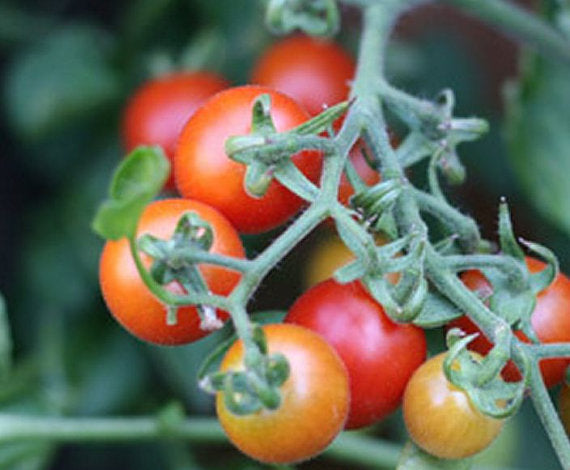 Seattle Seed Company Tomato - Peacevine | Heirloom Boulevard