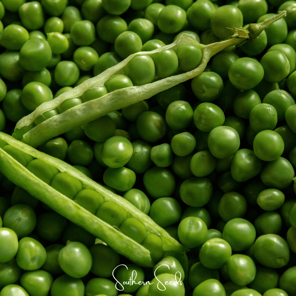Southern Seeds Early Frosty Peas – 25 Seeds | Heirloom Boulevard