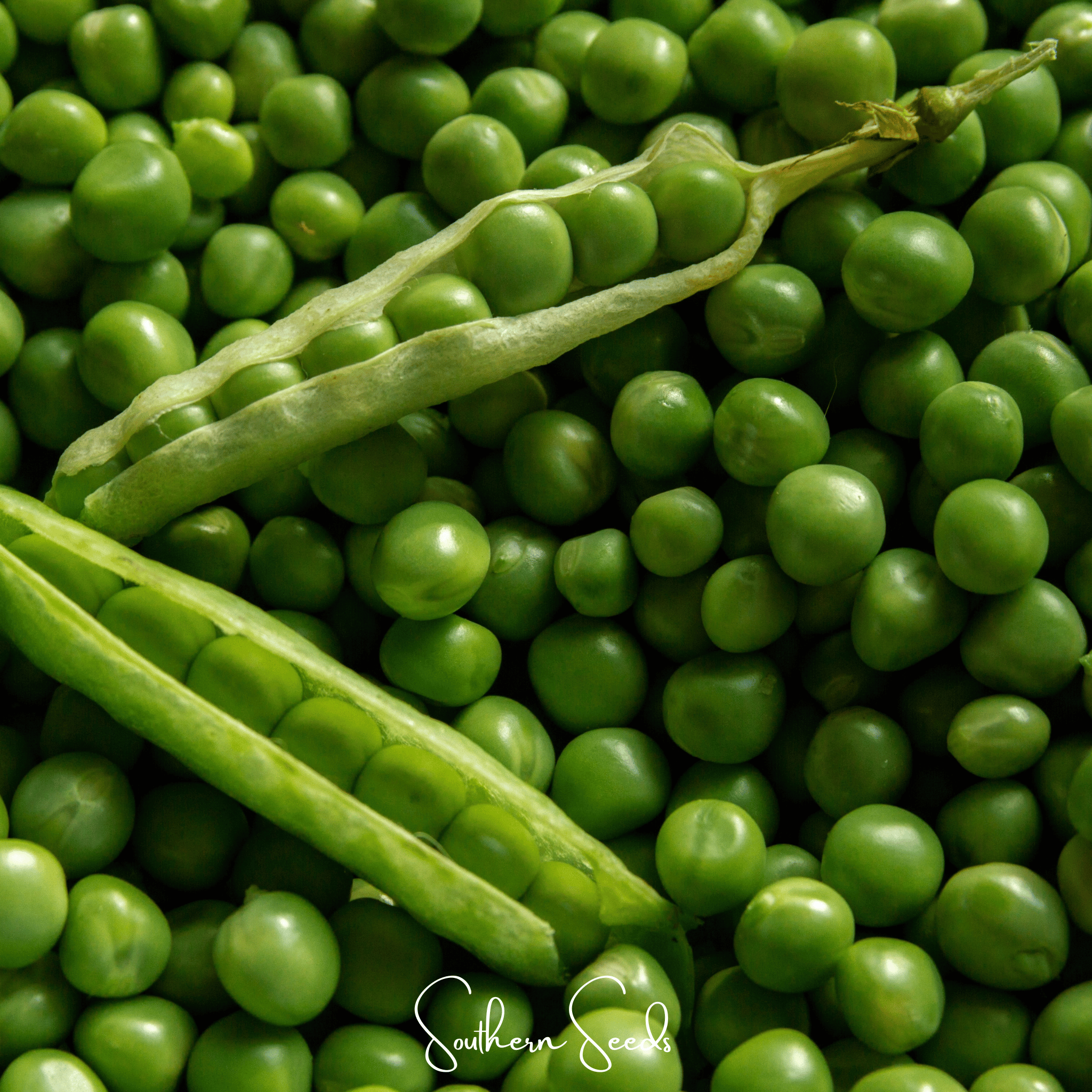Southern Seeds Early Frosty Peas – 25 Seeds | Heirloom Boulevard