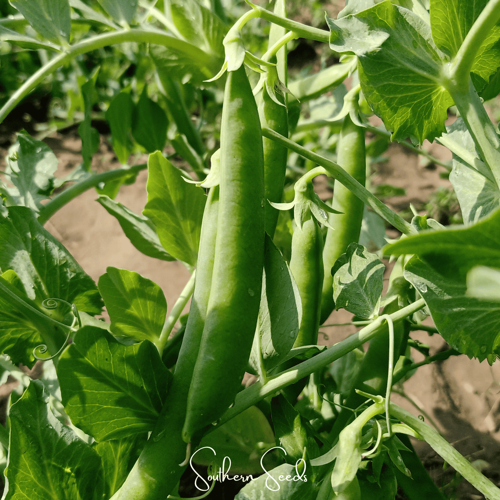 Southern Seeds Early Frosty Peas – 25 Seeds | Heirloom Boulevard