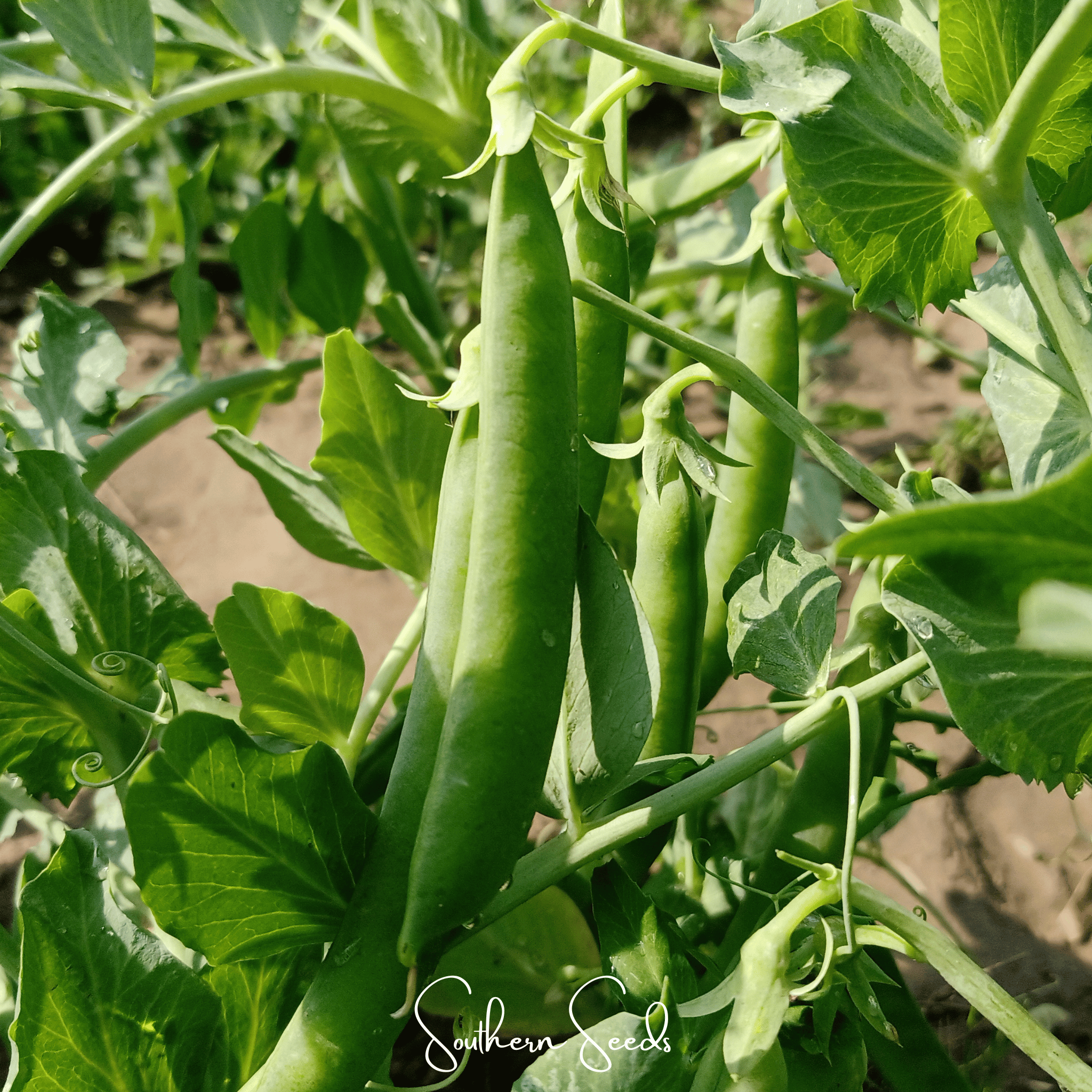 Southern Seeds Early Frosty Peas – 25 Seeds | Heirloom Boulevard