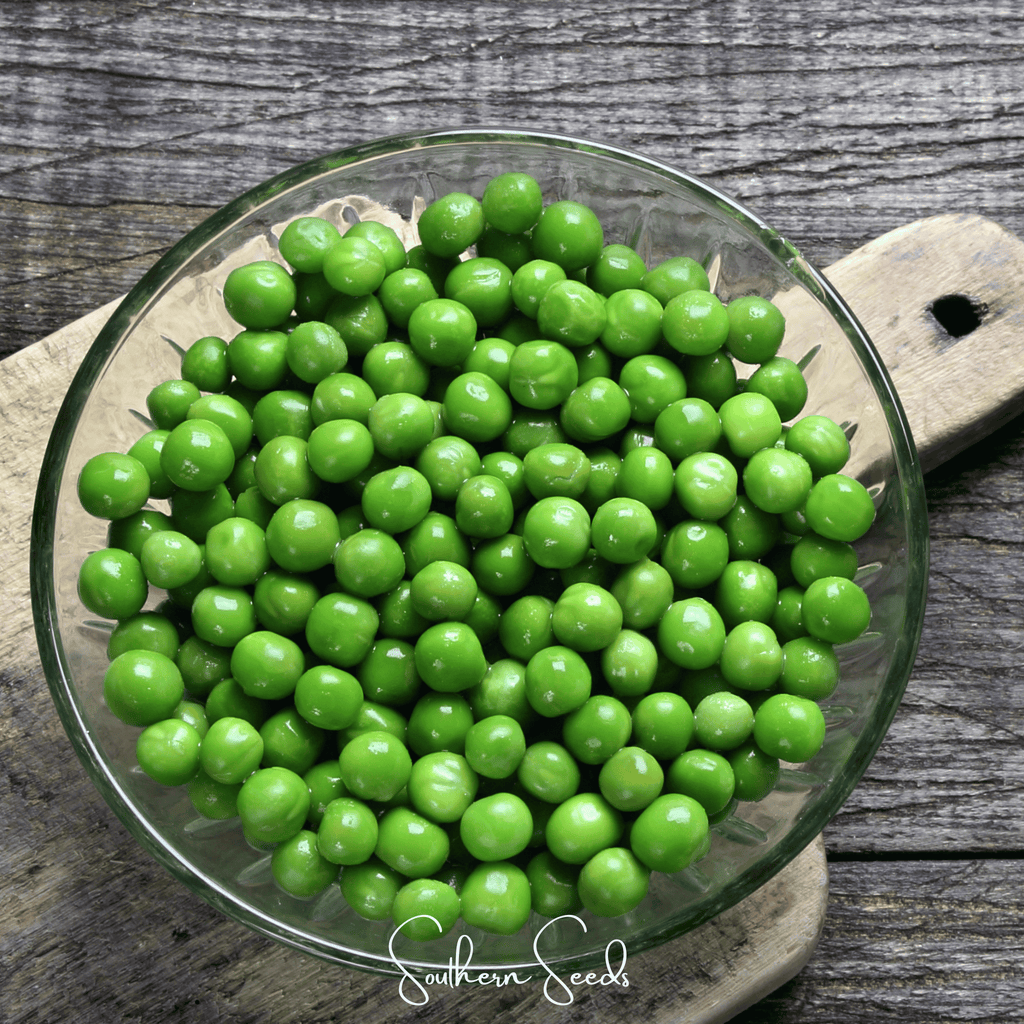 Southern Seeds Early Frosty Peas – 25 Seeds | Heirloom Boulevard