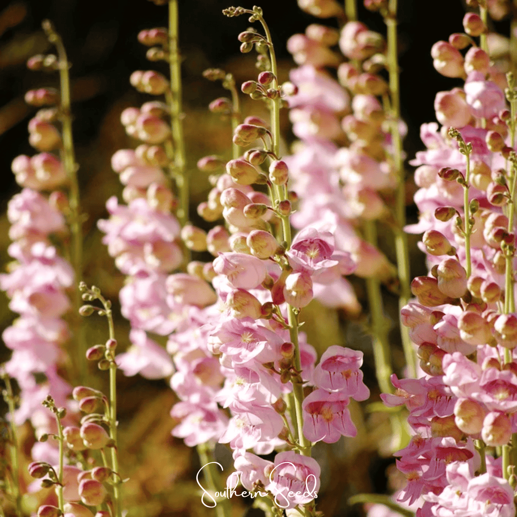 Southern Seeds Palmer Penstemon – 100 Seeds | Heirloom Boulevard