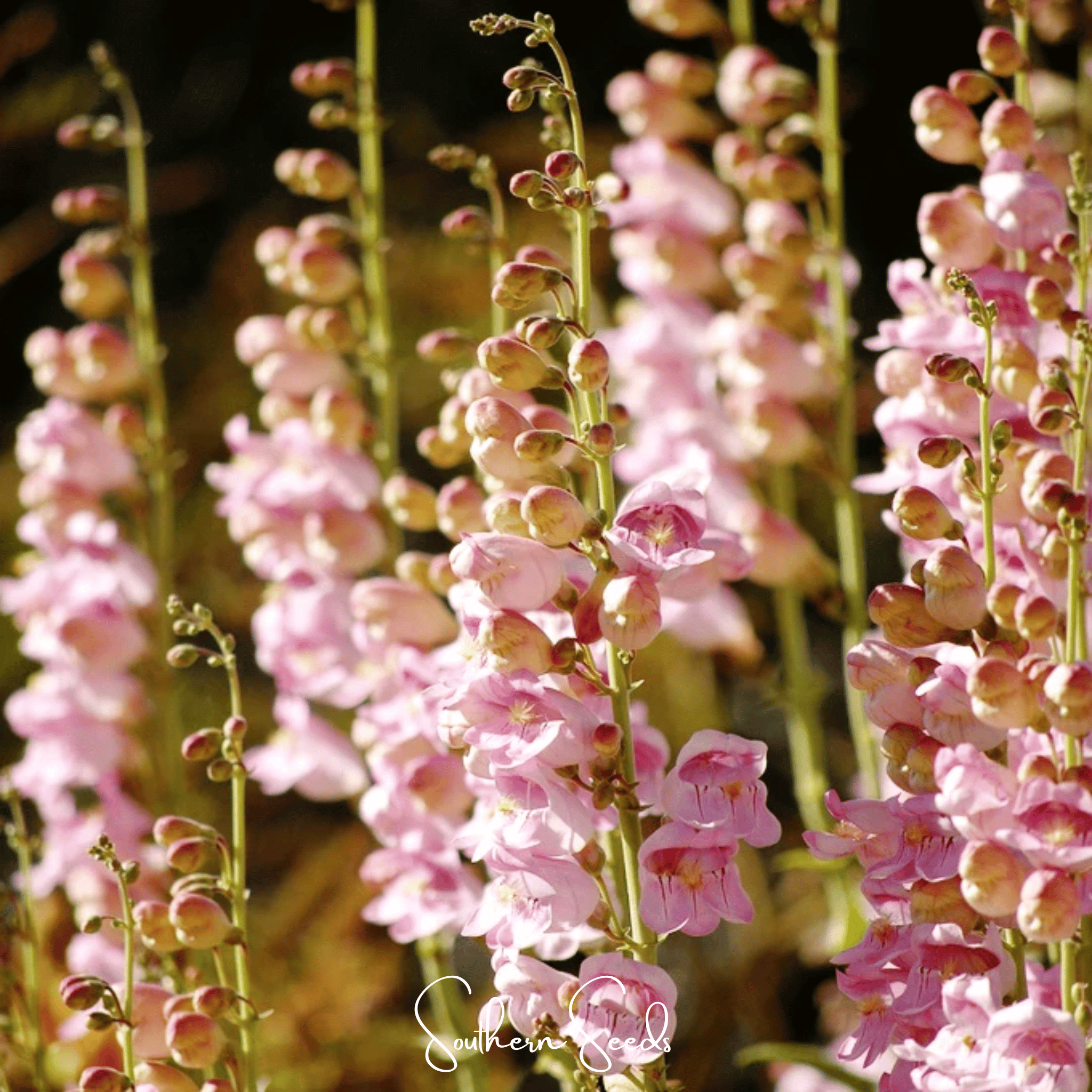 Southern Seeds Palmer Penstemon – 100 Seeds | Heirloom Boulevard