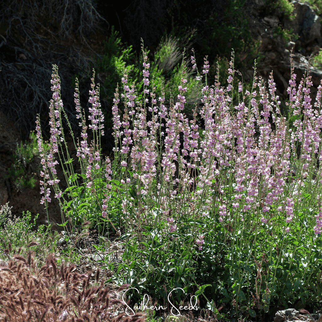 Southern Seeds Palmer Penstemon – 100 Seeds | Heirloom Boulevard