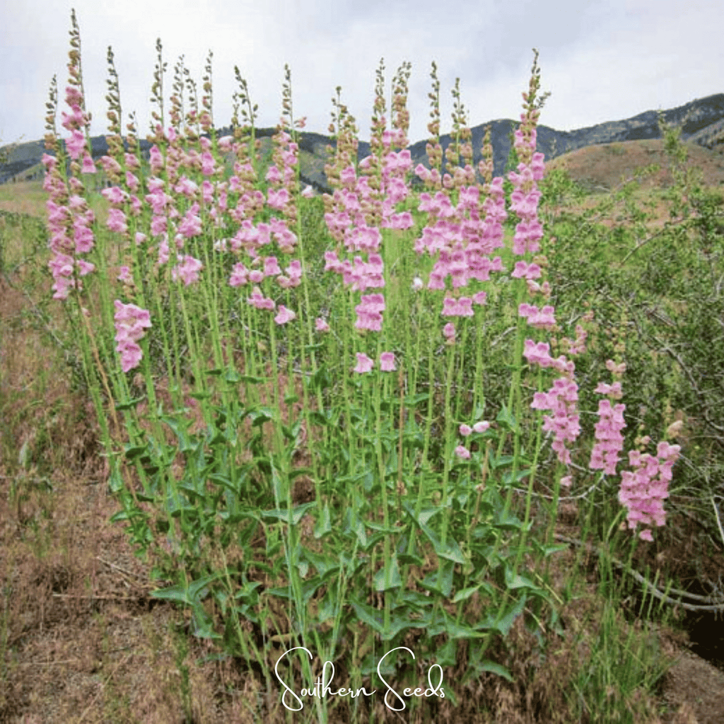 Southern Seeds Palmer Penstemon – 100 Seeds | Heirloom Boulevard
