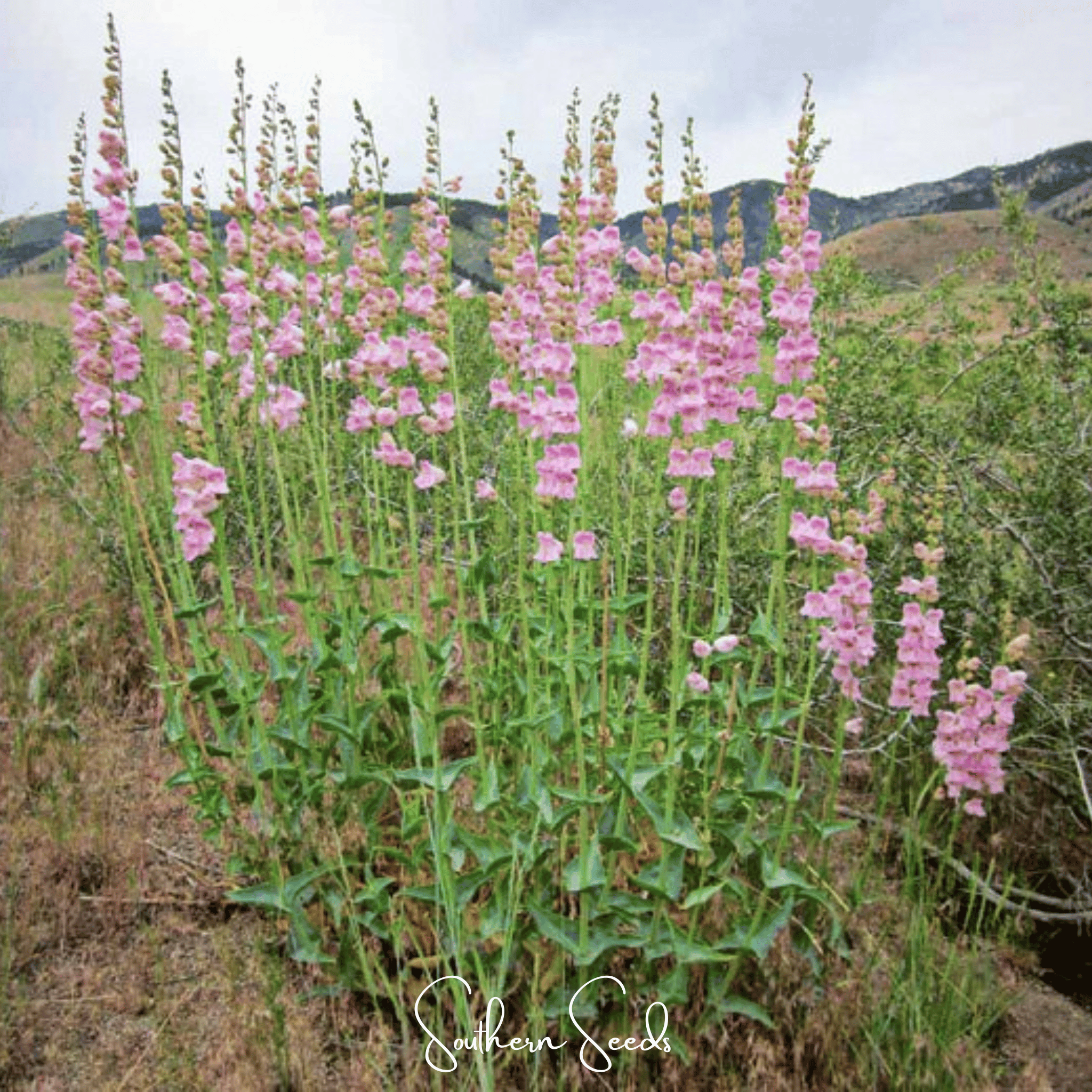 Southern Seeds Palmer Penstemon – 100 Seeds | Heirloom Boulevard
