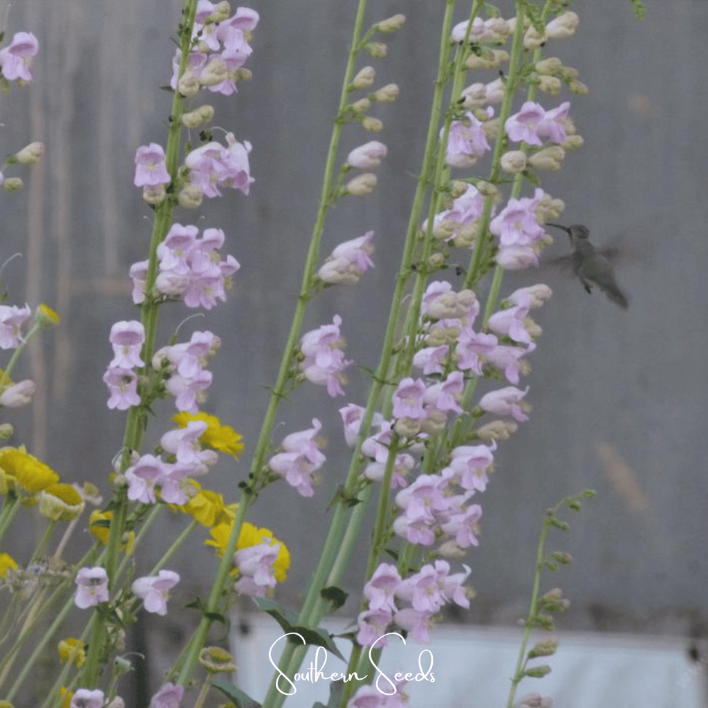 Southern Seeds Palmer Penstemon – 100 Seeds | Heirloom Boulevard