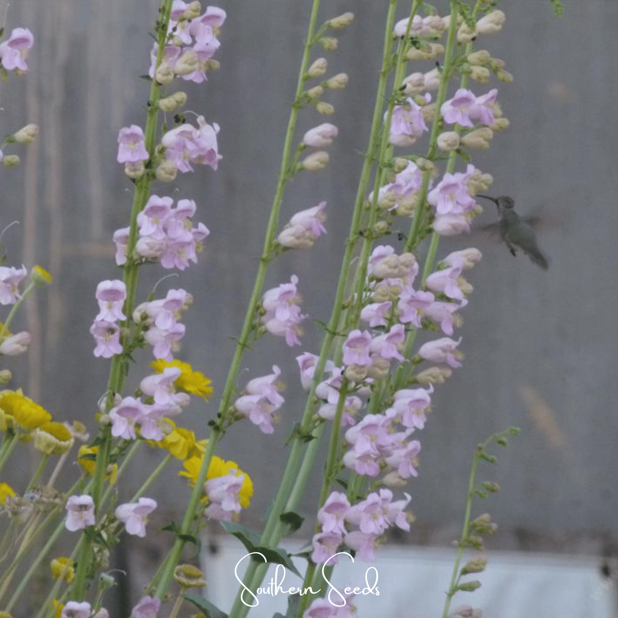 Southern Seeds Palmer Penstemon – 100 Seeds | Heirloom Boulevard