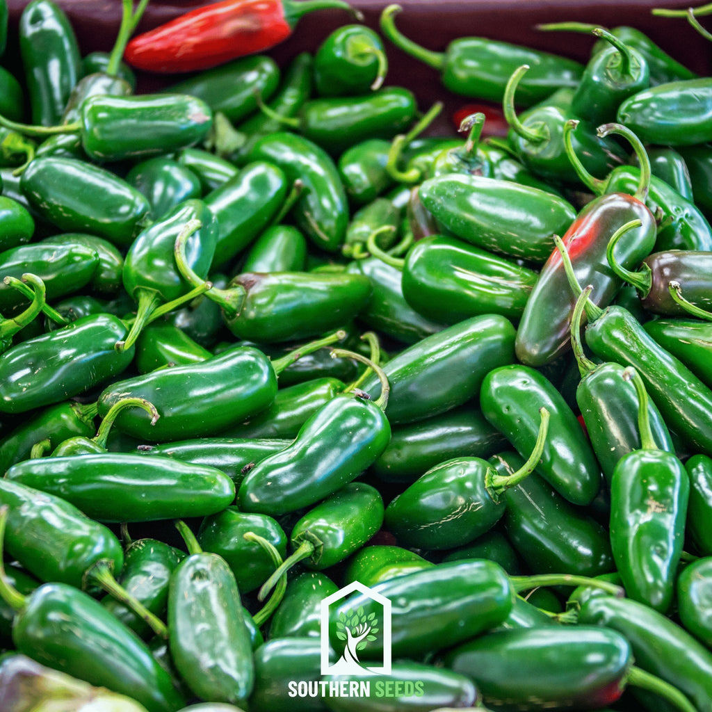 Southern Seeds Pepper Seed Collection – 6 Essential Heirloom Peppers | Heirloom Boulevard