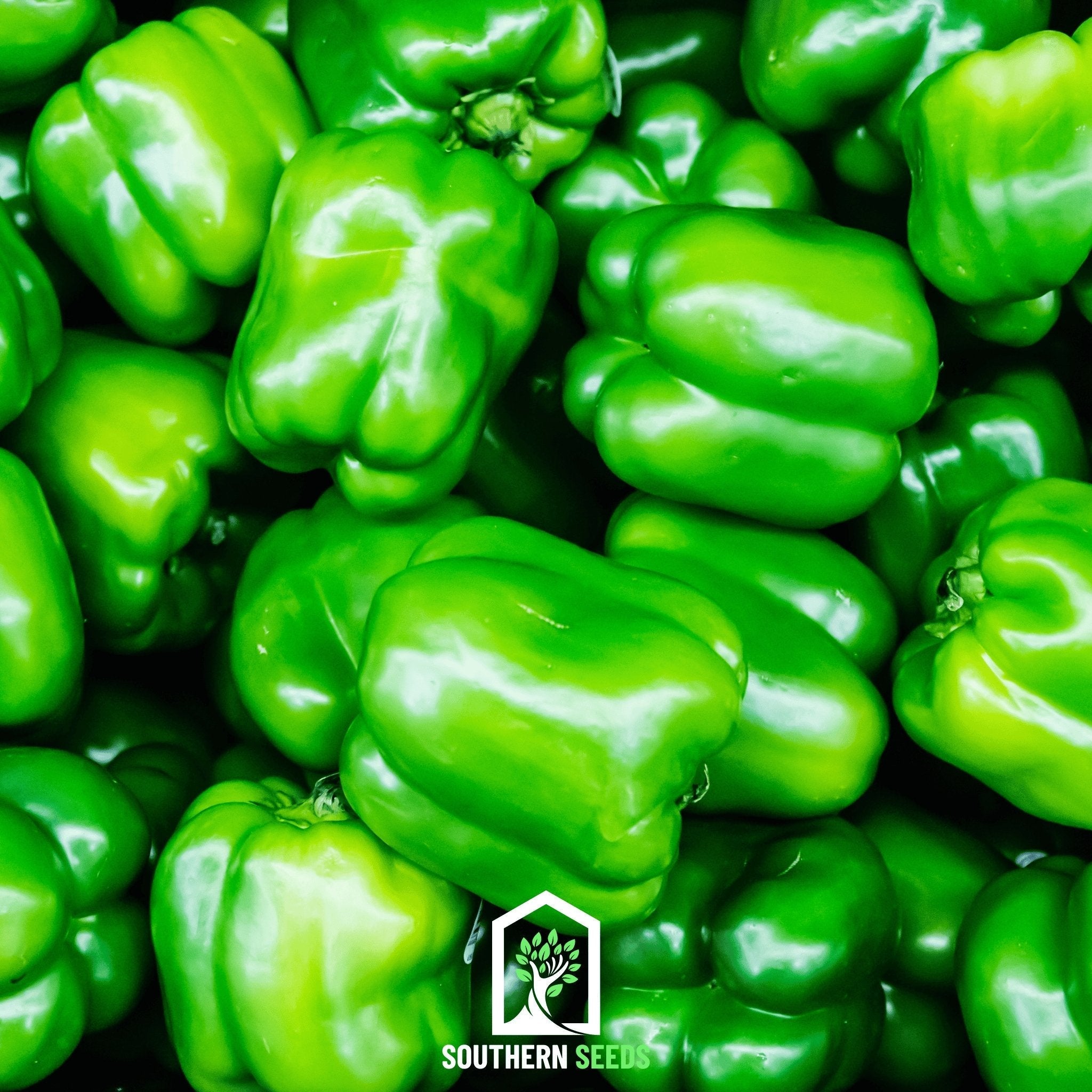Southern Seeds Pepper Seed Collection – 6 Essential Heirloom Peppers | Heirloom Boulevard
