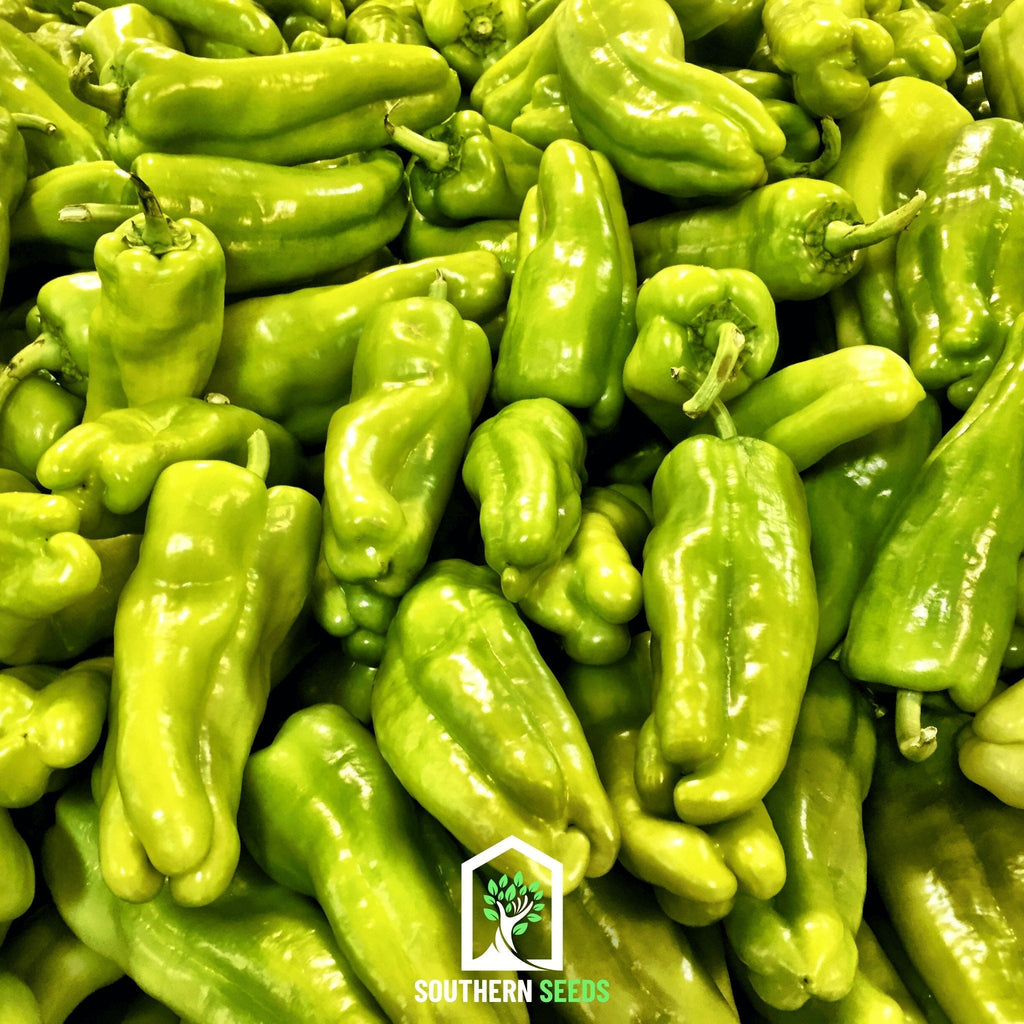 Southern Seeds Pepper Seed Collection – 6 Essential Heirloom Peppers | Heirloom Boulevard