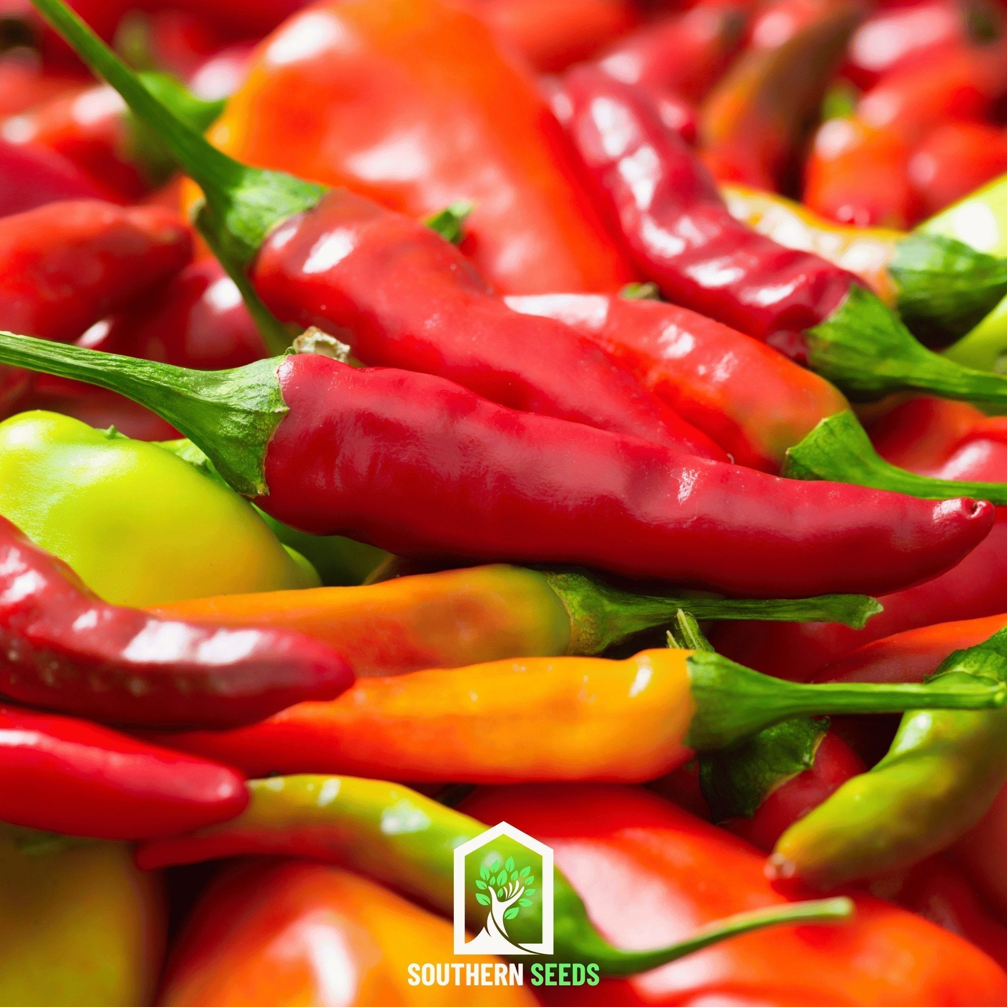 Southern Seeds Pepper Seed Collection – 6 Essential Heirloom Peppers | Heirloom Boulevard