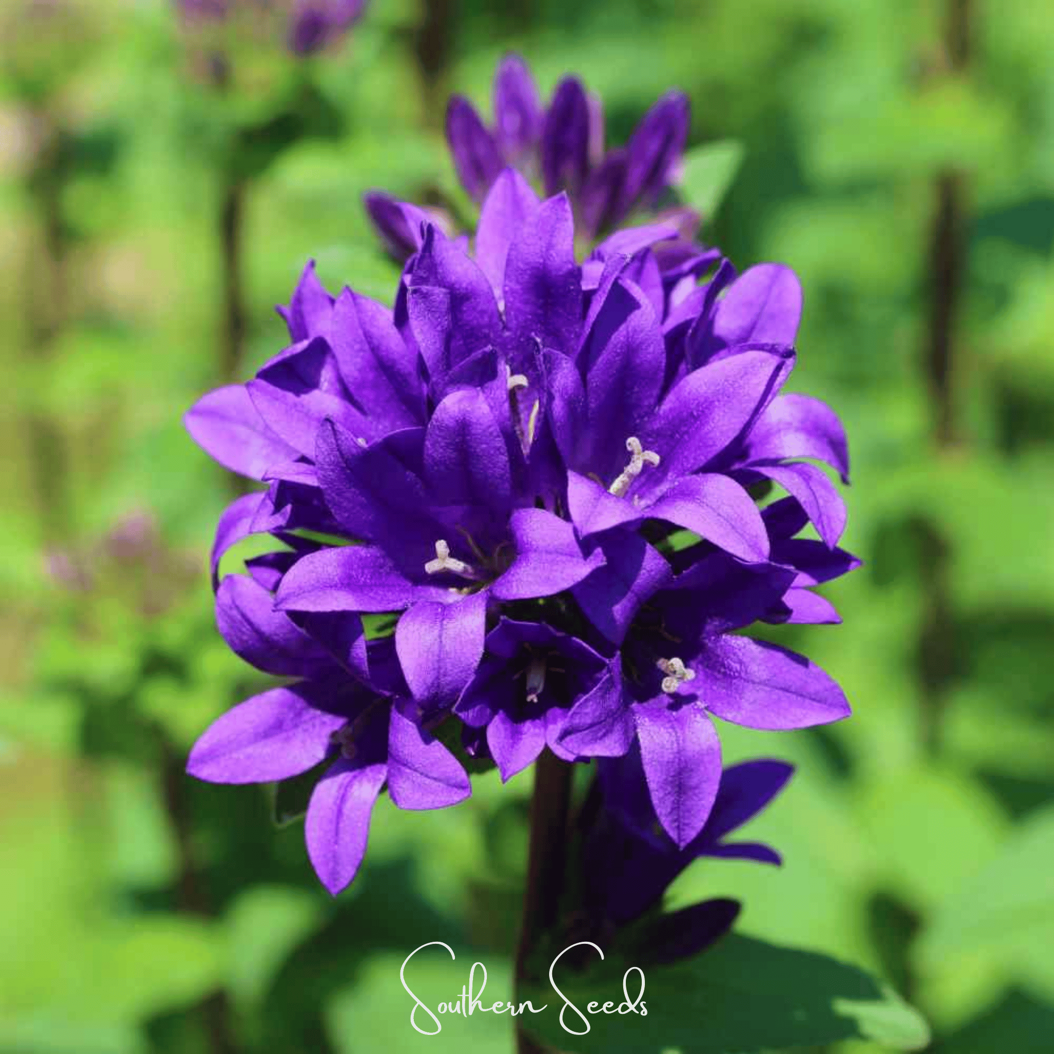 Southern Seeds Pixie Patch Seed Collection – 10 Enchanted Varieties | Heirloom Boulevard