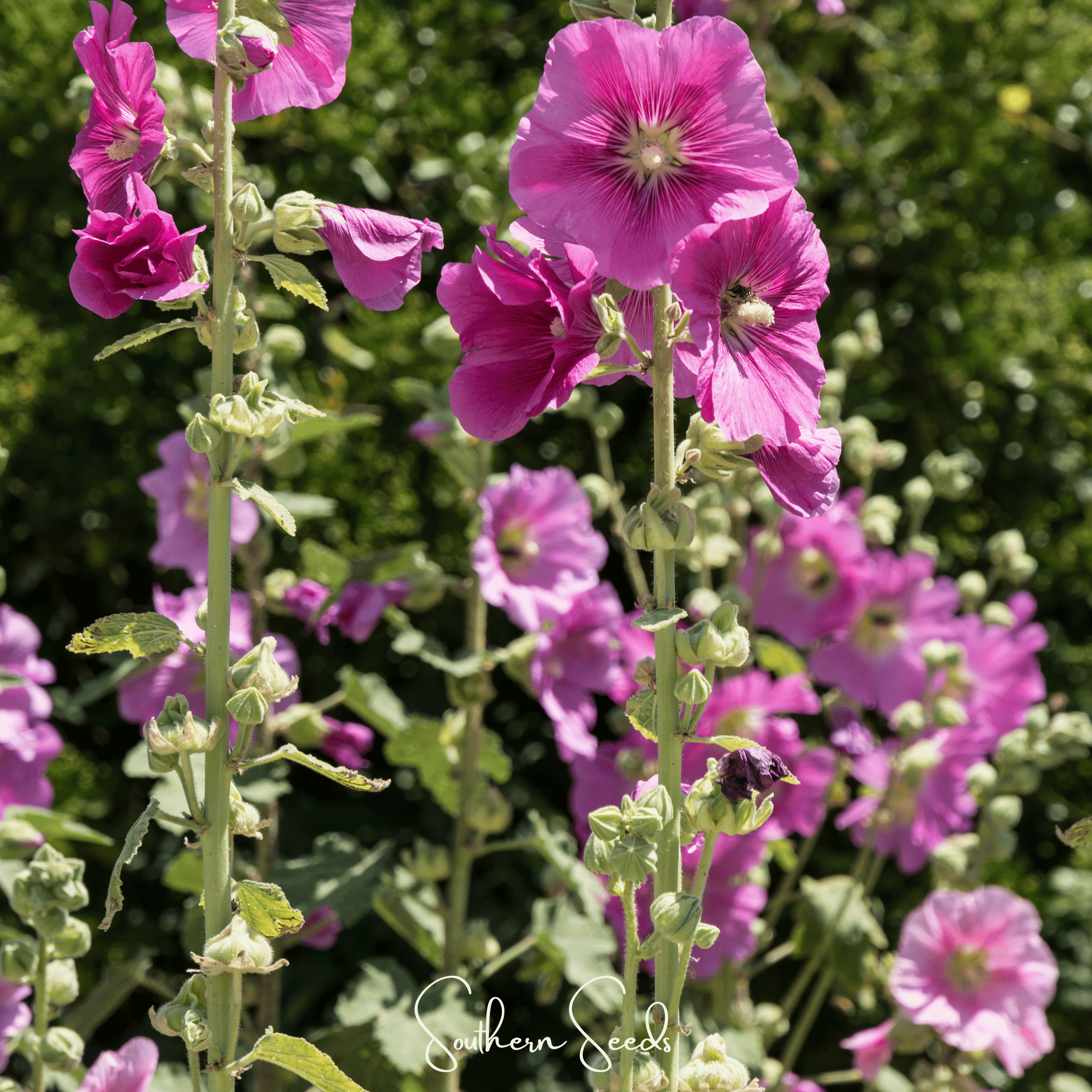 Southern Seeds Pixie Patch Seed Collection – 10 Enchanted Varieties | Heirloom Boulevard