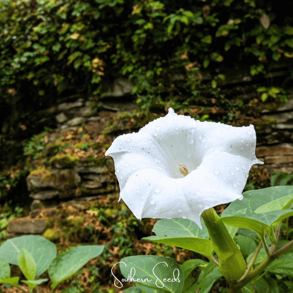Southern Seeds Pixie Patch Seed Collection – 10 Enchanted Varieties | Heirloom Boulevard