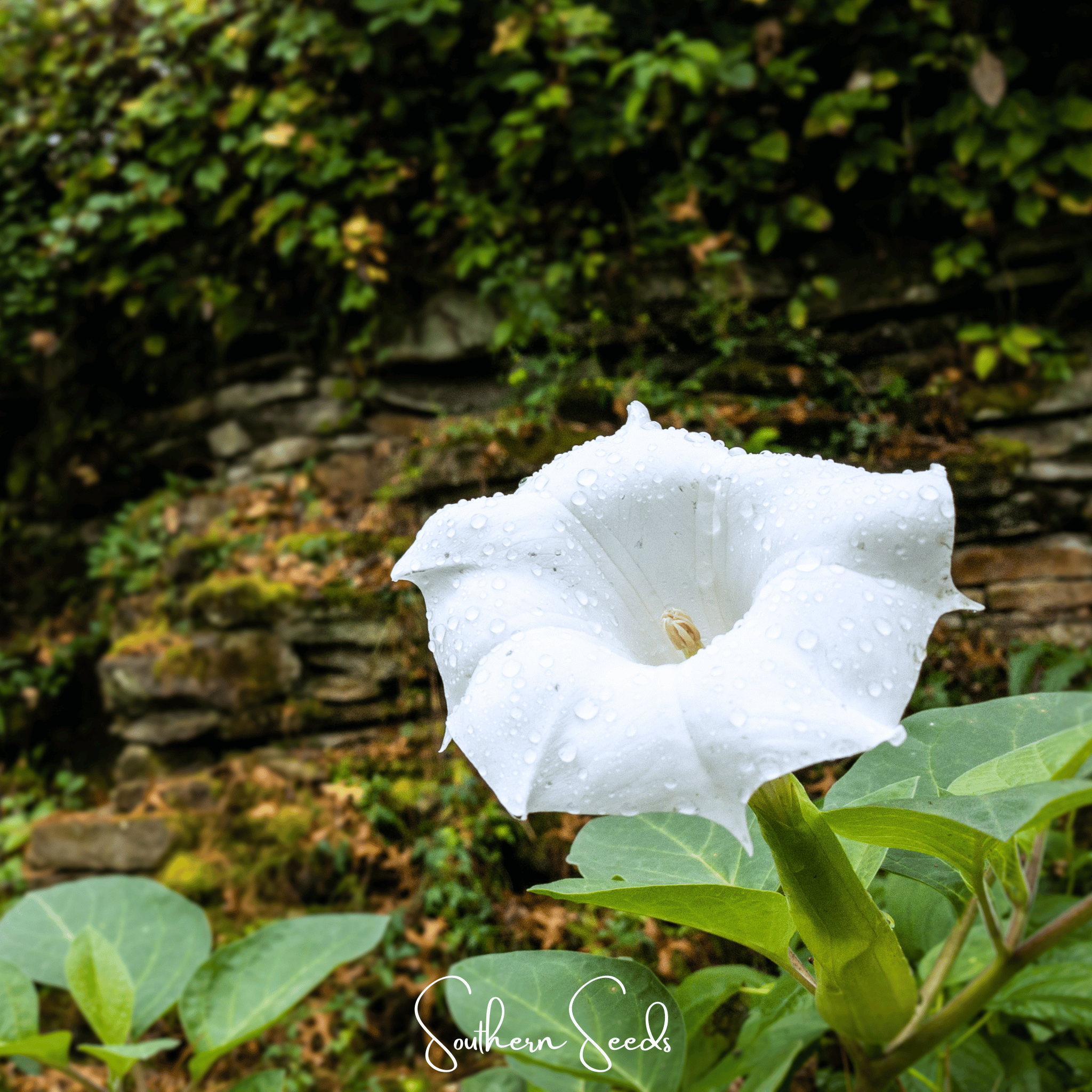 Southern Seeds Pixie Patch Seed Collection – 10 Enchanted Varieties | Heirloom Boulevard