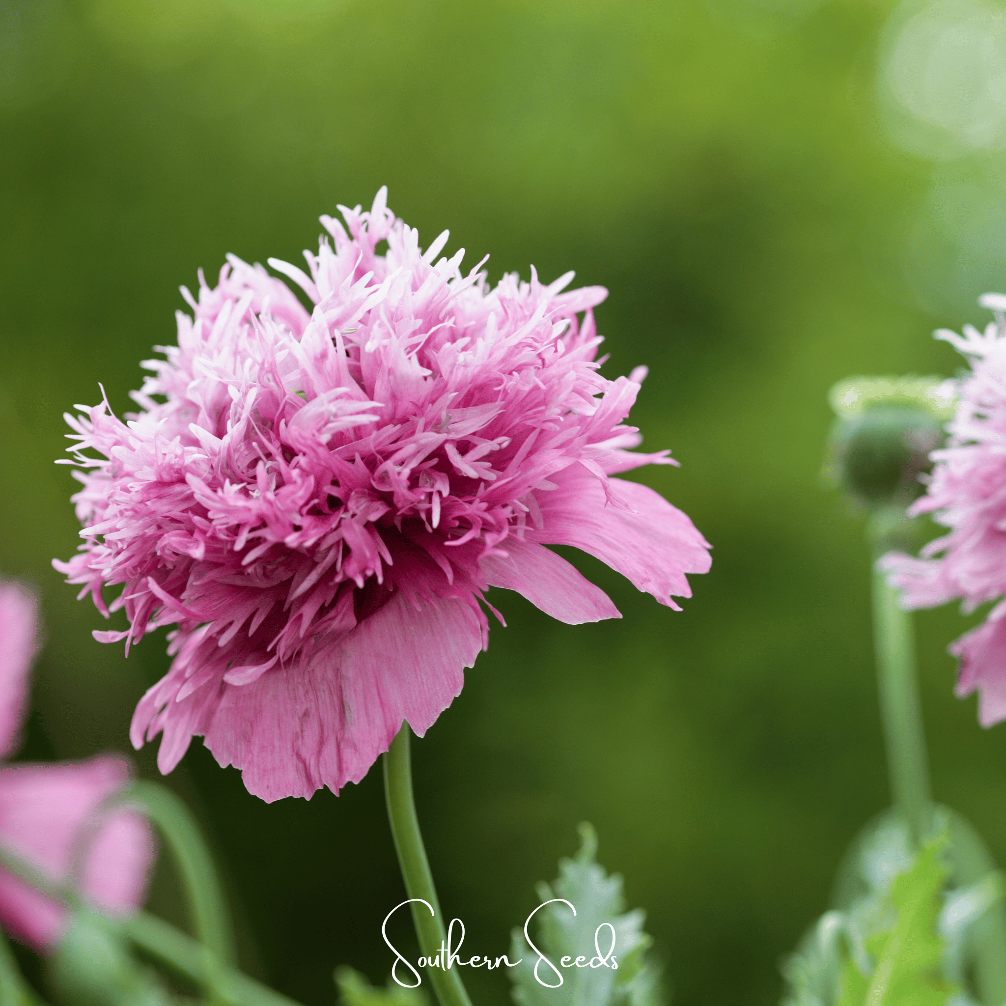Southern Seeds Pixie Patch Seed Collection – 10 Enchanted Varieties | Heirloom Boulevard