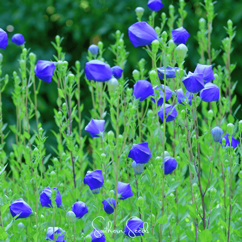 Southern Seeds Pixie Patch Seed Collection – 10 Enchanted Varieties | Heirloom Boulevard