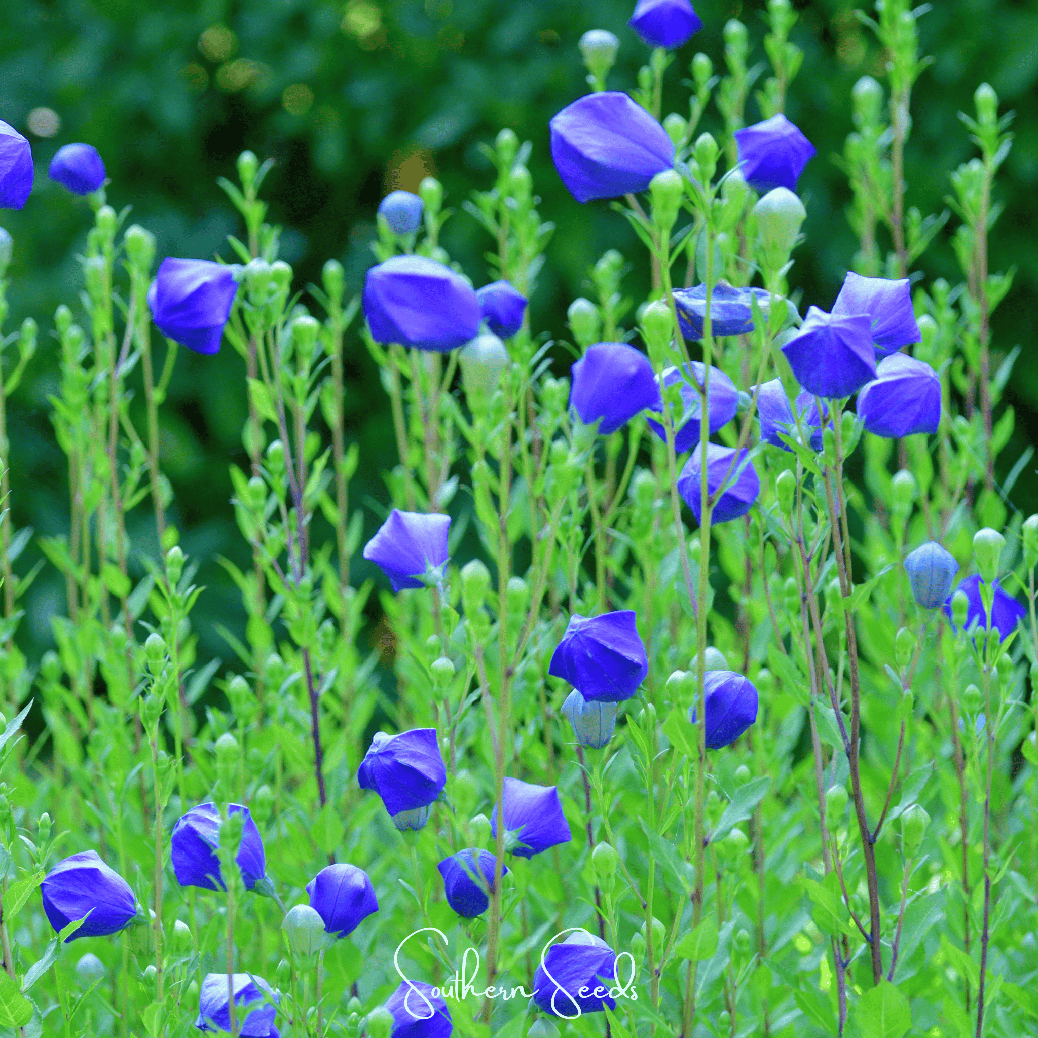 Southern Seeds Pixie Patch Seed Collection – 10 Enchanted Varieties | Heirloom Boulevard