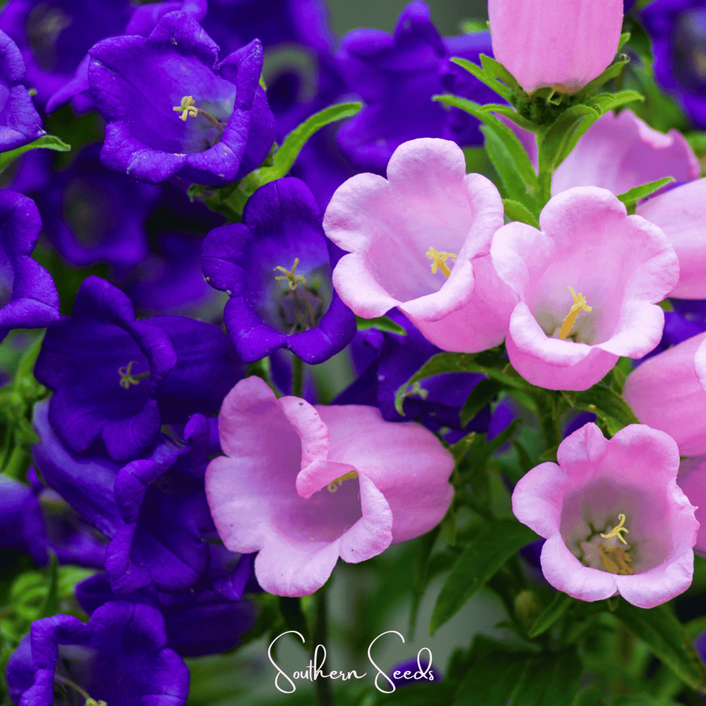 Southern Seeds Pixie Patch Seed Collection – 10 Enchanted Varieties | Heirloom Boulevard