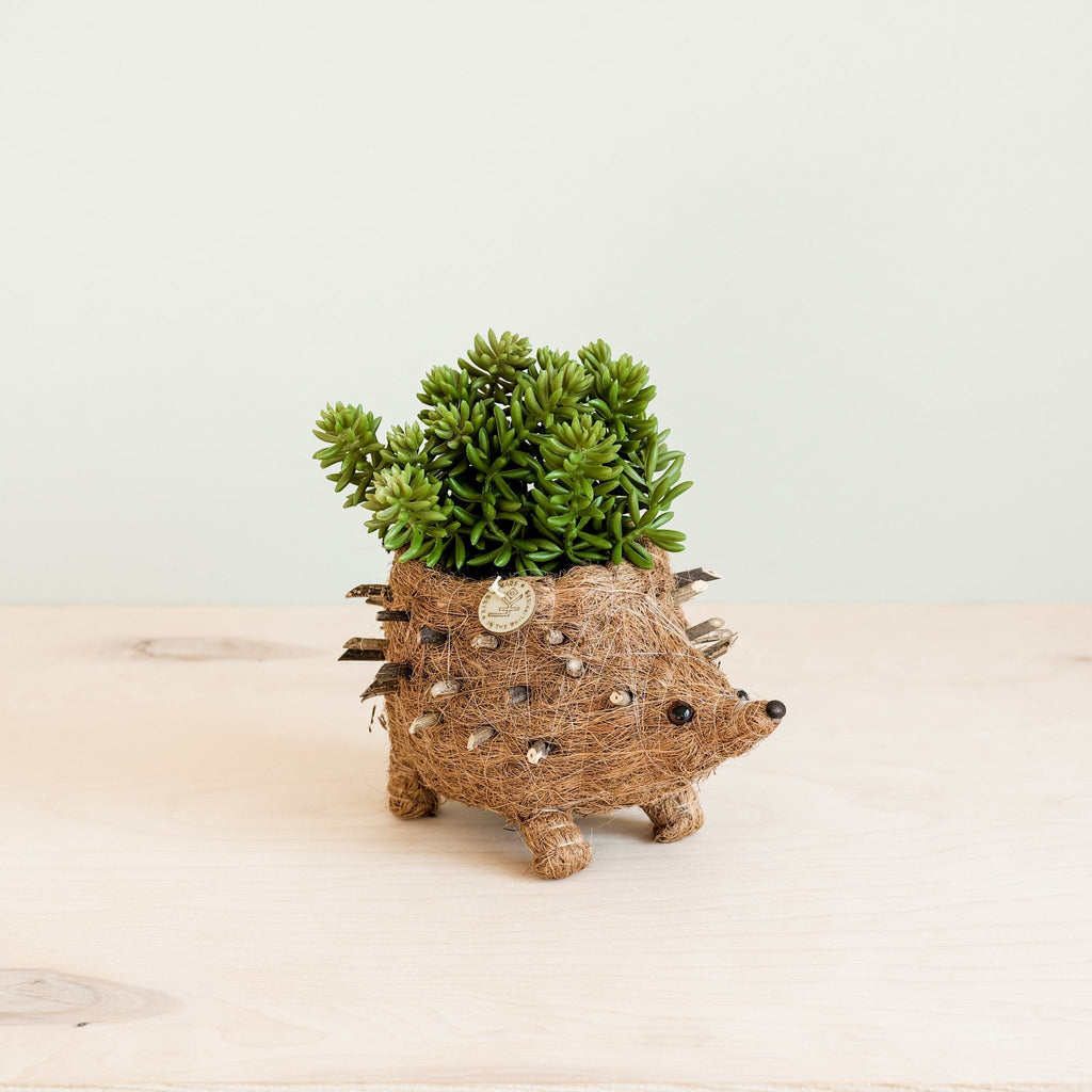 LIKHÂ Baby Hedgehog Plant Pot - Handmade Planters | LIKHÂ