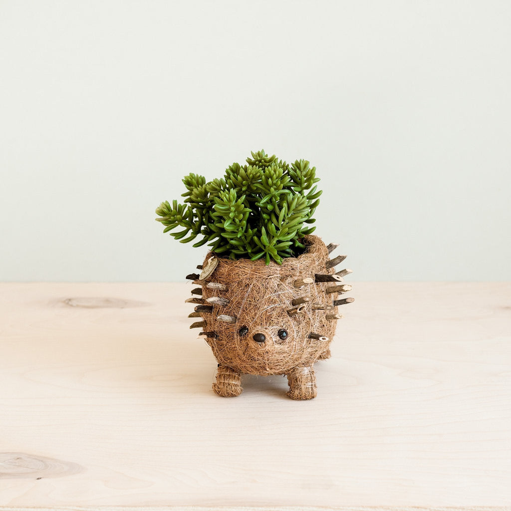 LIKHÂ Baby Hedgehog Plant Pot - Handmade Planters | LIKHÂ
