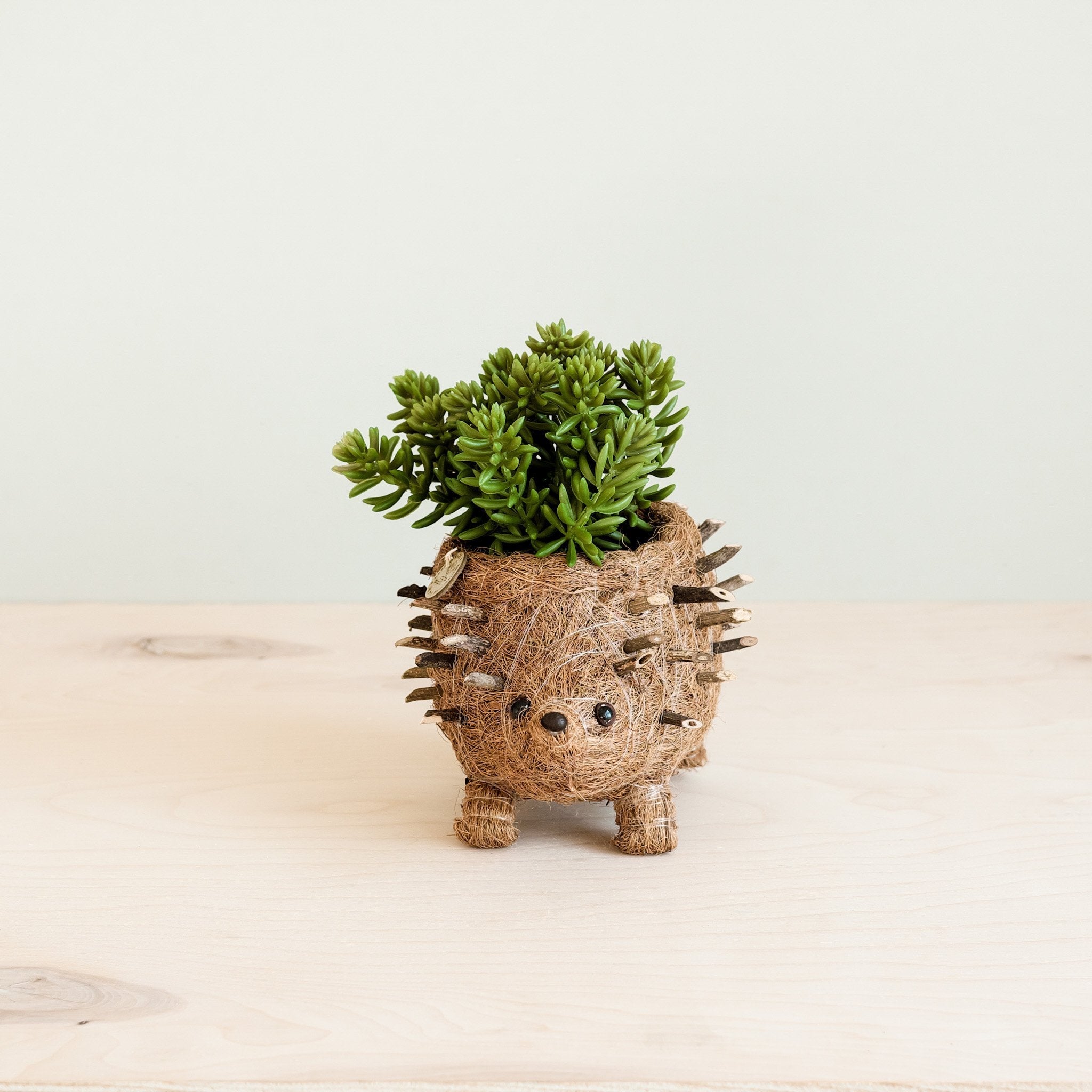 LIKHÂ Baby Hedgehog Plant Pot - Handmade Planters | LIKHÂ