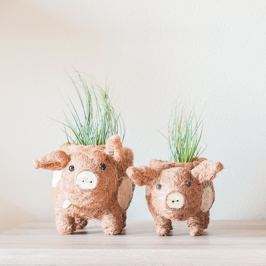 LIKHÂ Baby Pig Succulent Pot - Handmade Planters | LIKHÂ