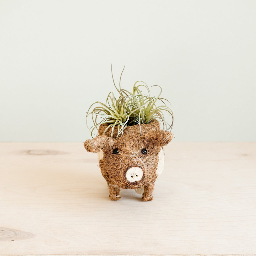 LIKHÂ Baby Pig Succulent Pot - Handmade Planters | LIKHÂ