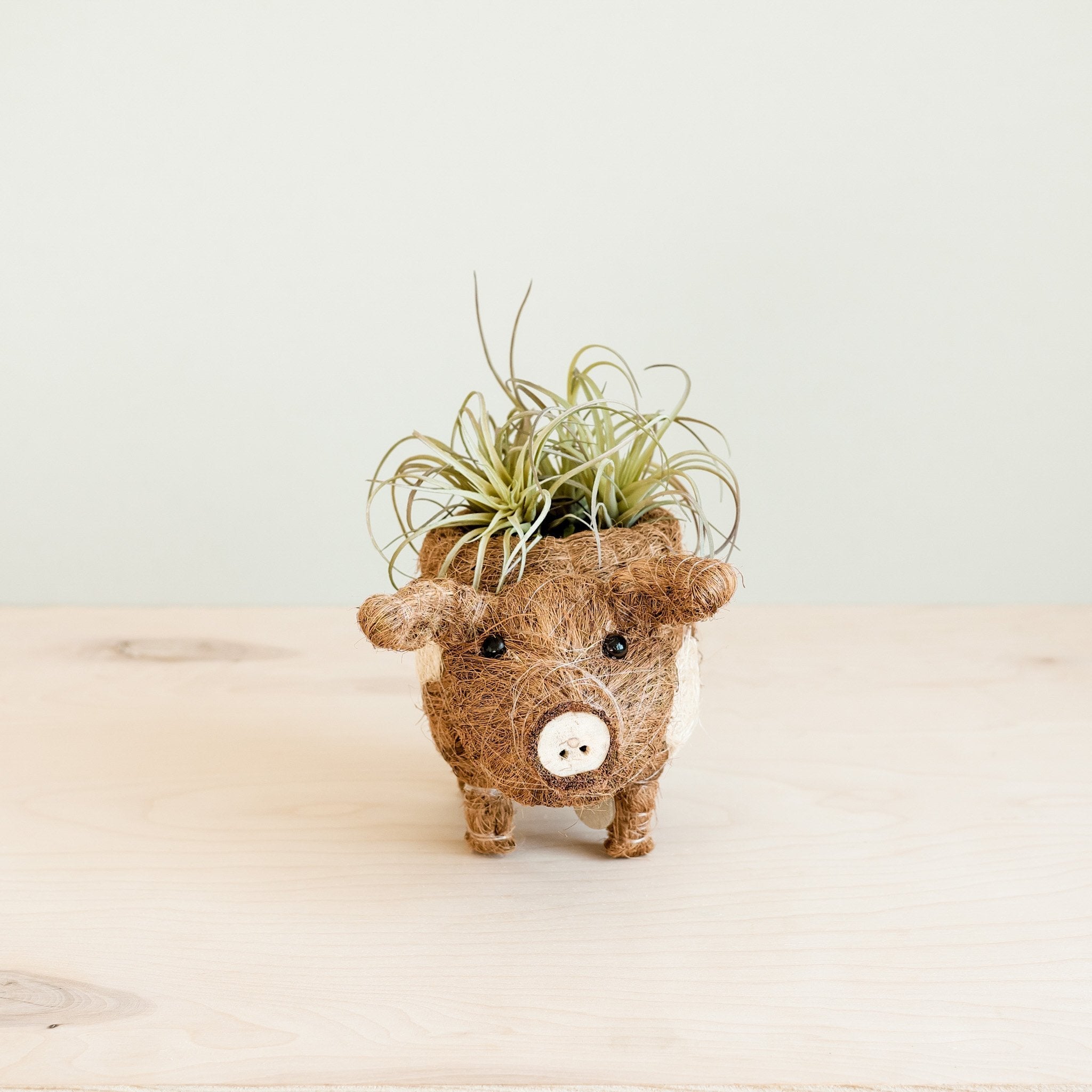 LIKHÂ Baby Pig Succulent Pot - Handmade Planters | LIKHÂ