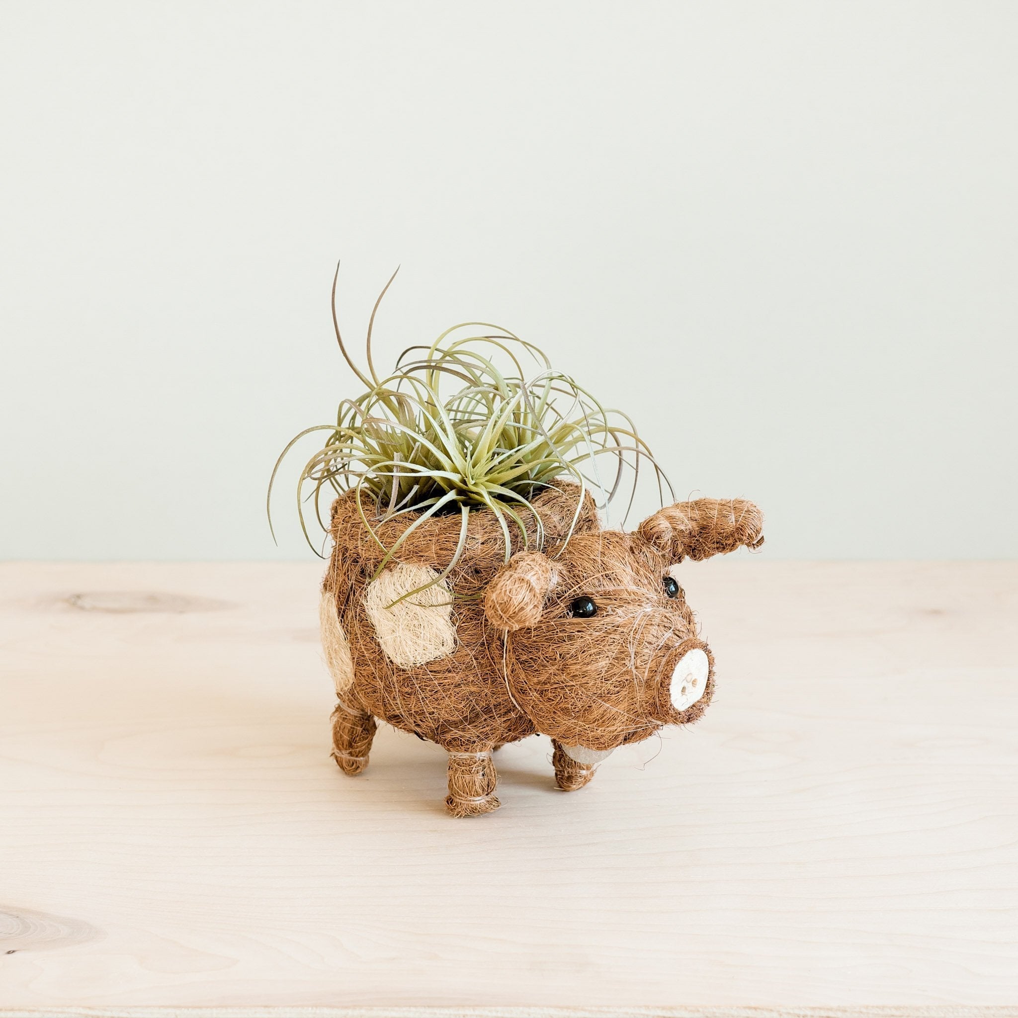 LIKHÂ Baby Pig Succulent Pot - Handmade Planters | LIKHÂ