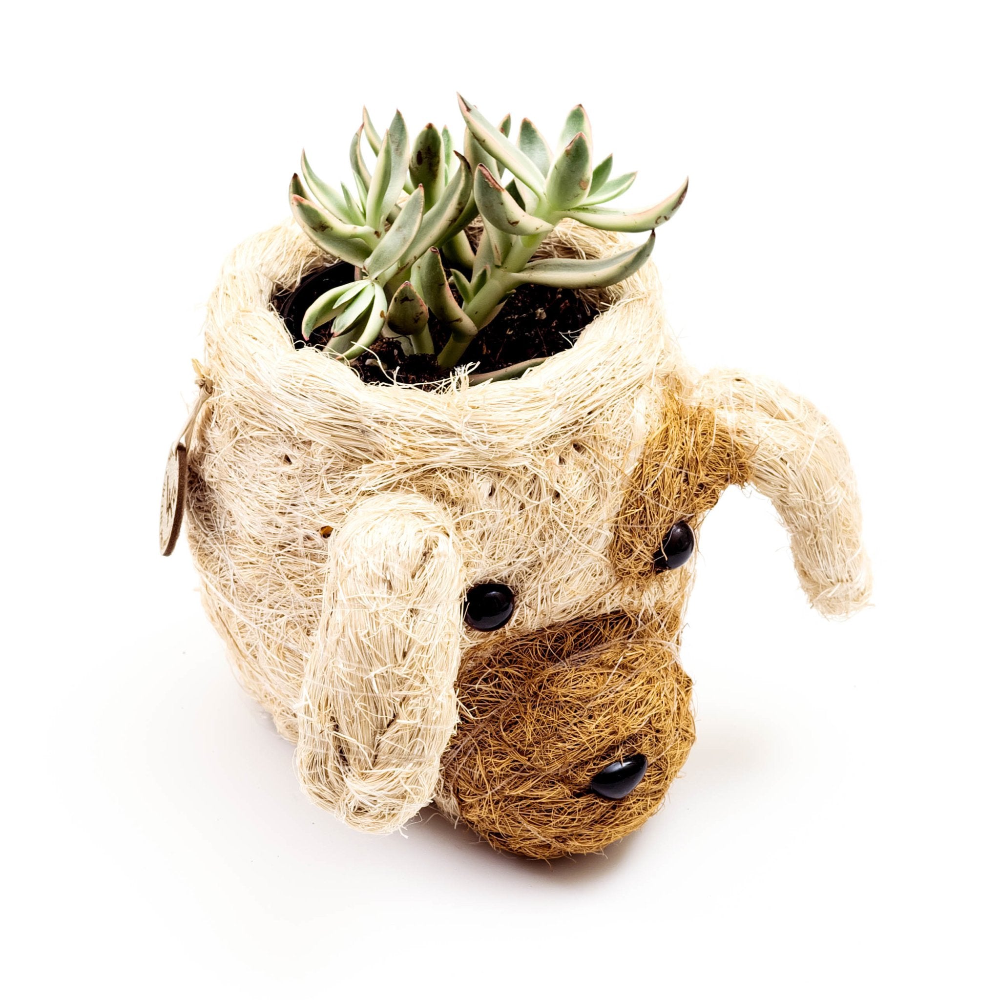 LIKHÂ Dog Succulent Planter - Animal Head Plant Pot | LIKHÂ