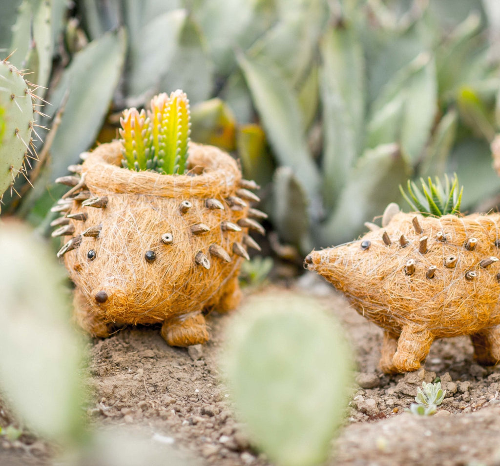 LIKHÂ Hedgehog Planter - Coco Planter| LIKHÂ