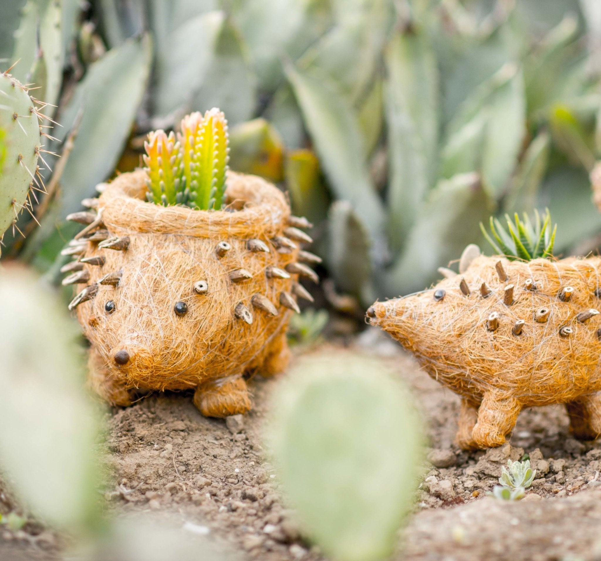 LIKHÂ Hedgehog Planter - Coco Planter| LIKHÂ