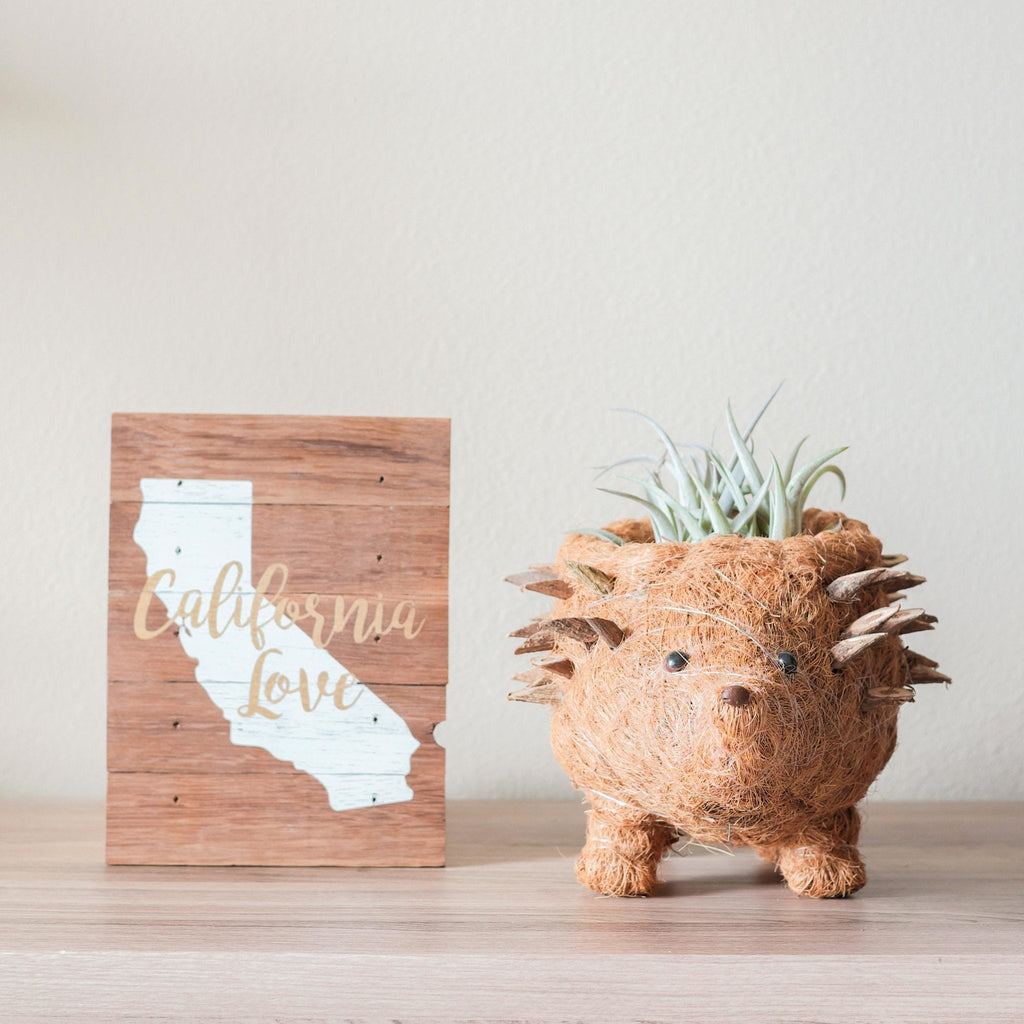 LIKHÂ Hedgehog Planter - Coco Planter| LIKHÂ