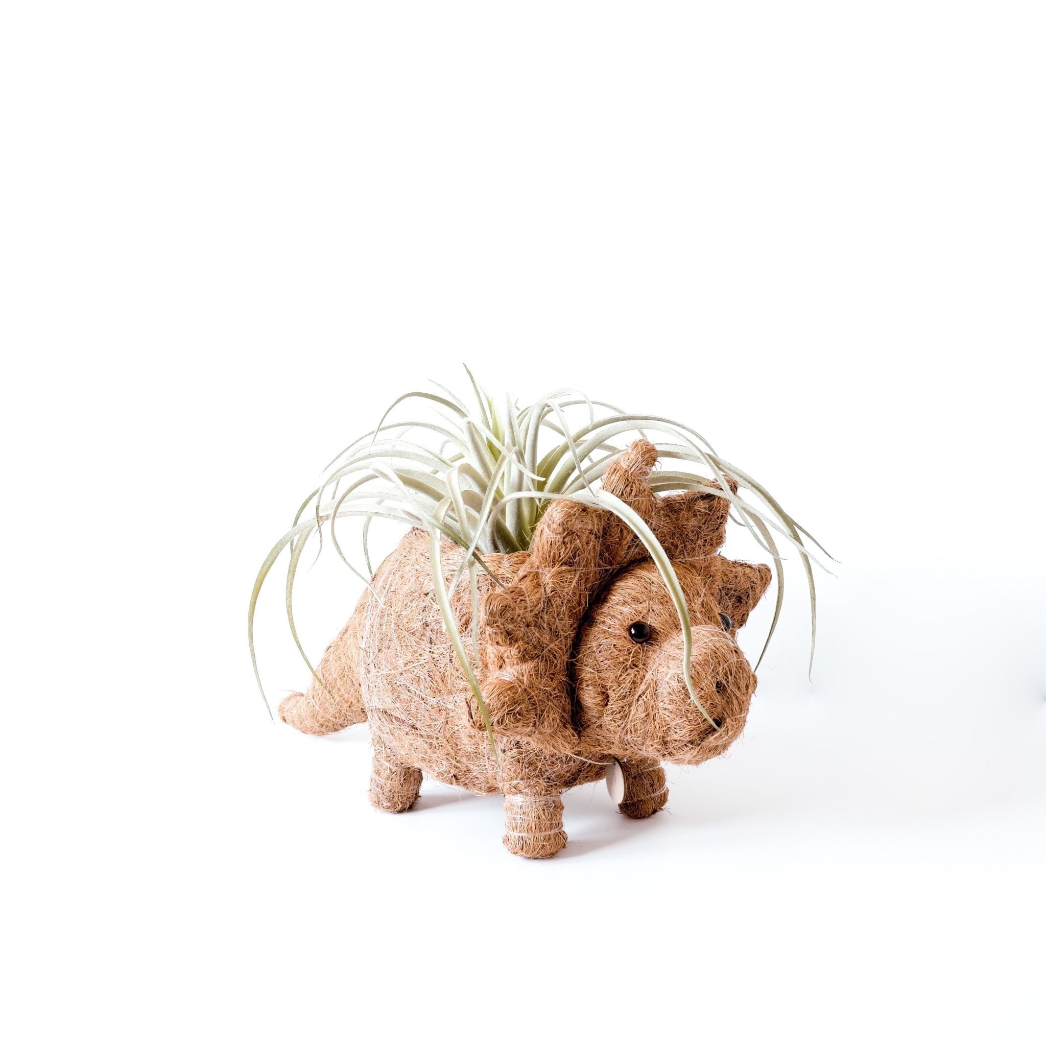 Triceratops Planter - Coco Coir Pots | LIKHÂ LIKHÂ | Heirloom Boulevard