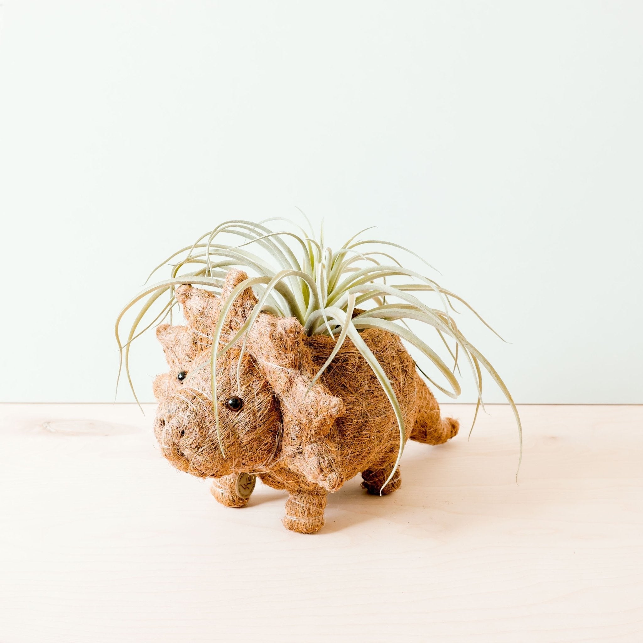 Triceratops Planter - Coco Coir Pots | LIKHÂ LIKHÂ | Heirloom Boulevard
