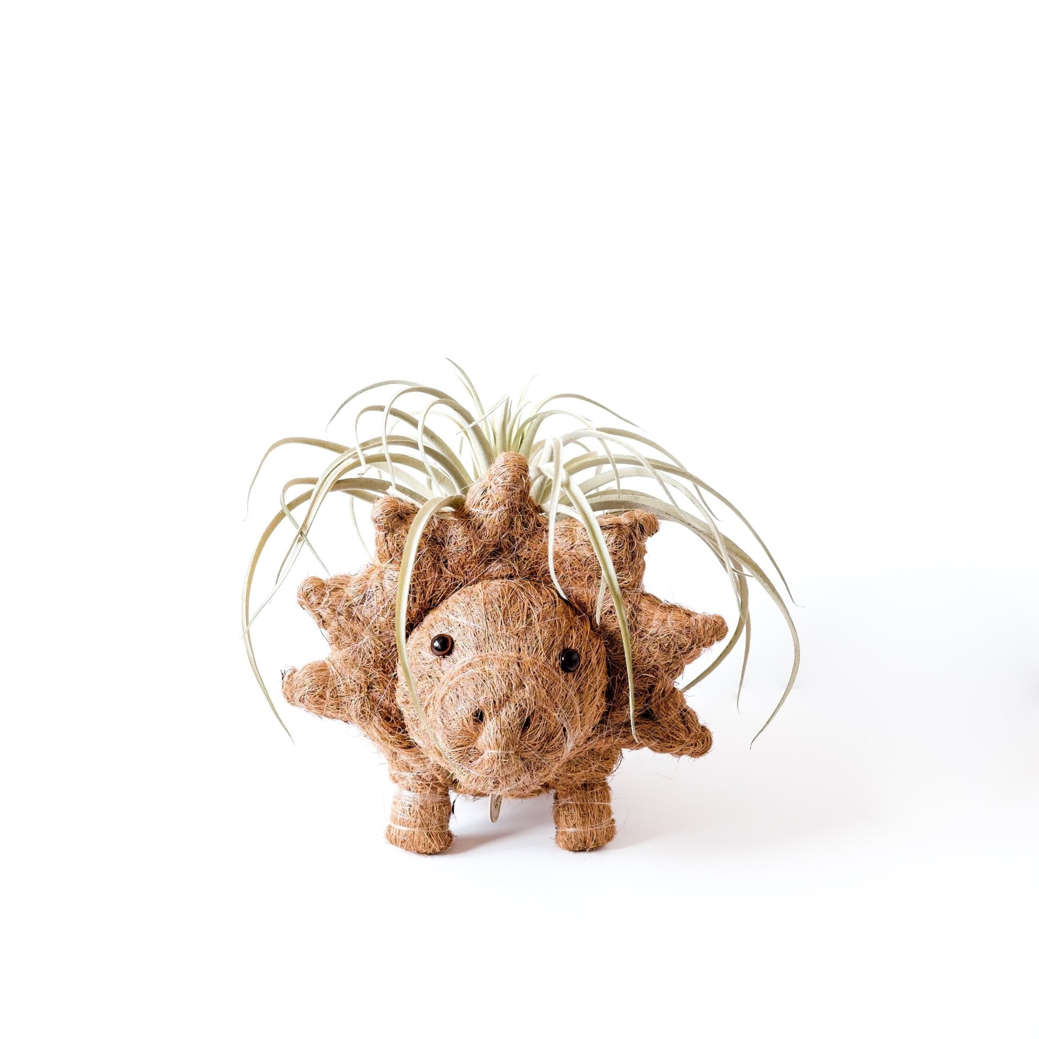 Triceratops Planter - Coco Coir Pots | LIKHÂ LIKHÂ | Heirloom Boulevard