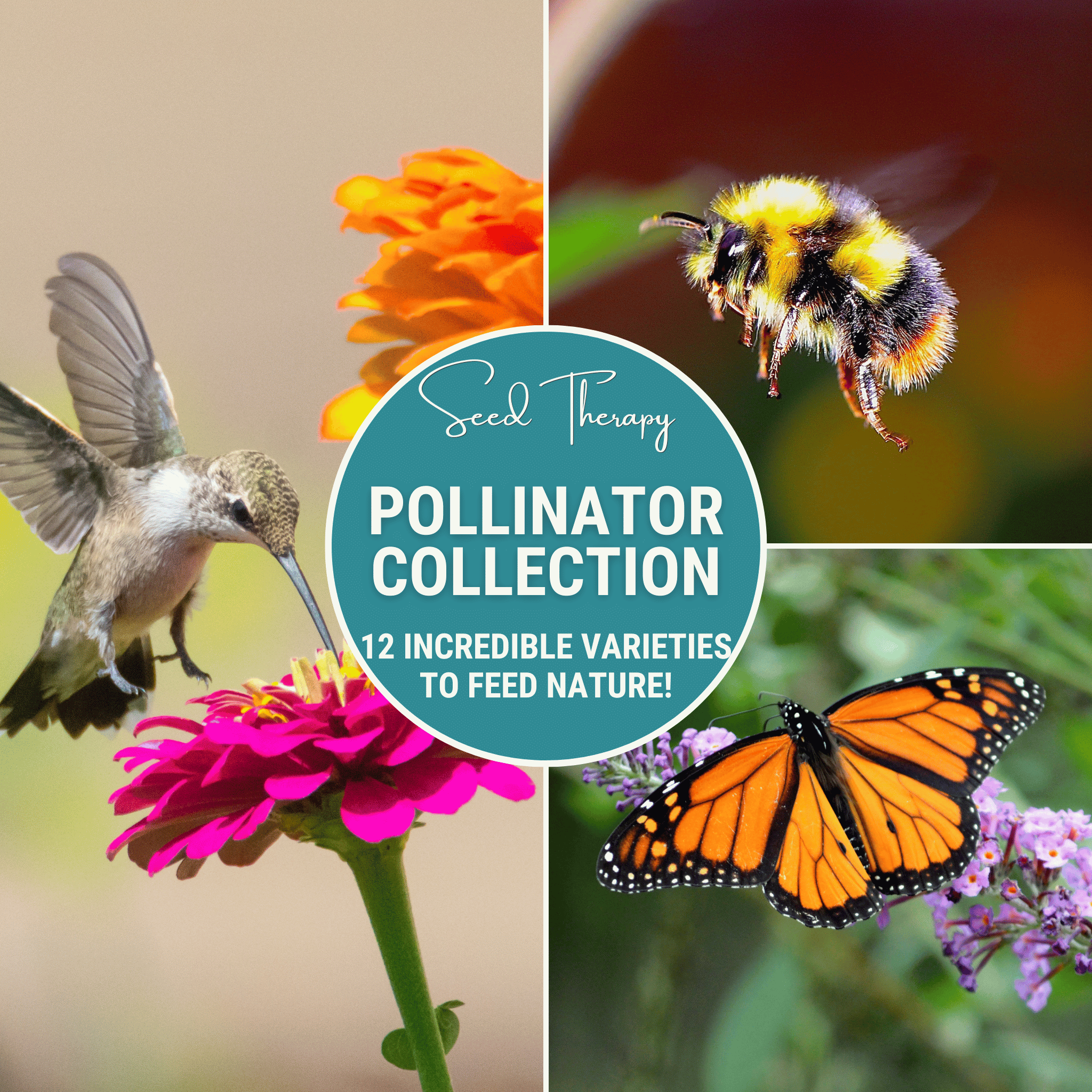 Southern Seeds Pollinator Garden Seed Collection – 12 Varieties | Heirloom Boulevard