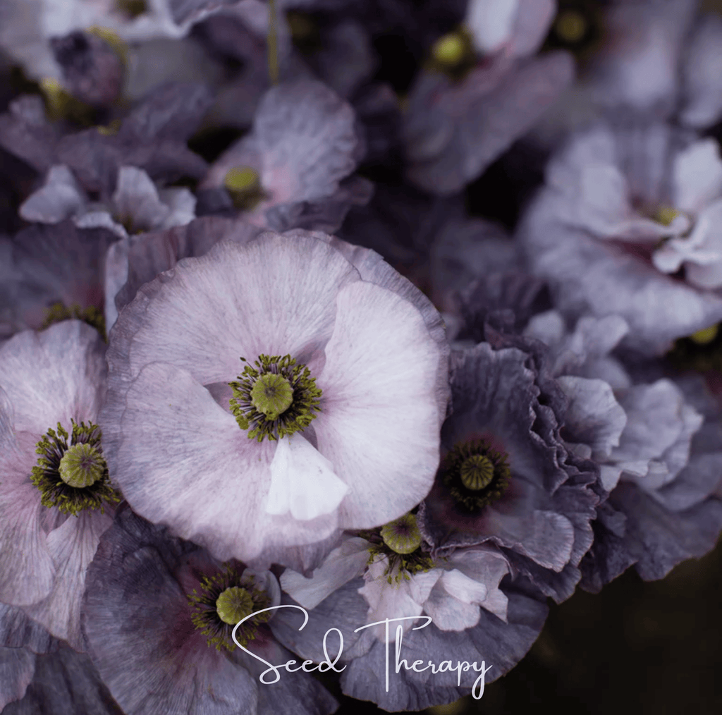 Southern Seeds Amazing Grey Poppy – 25 Seeds | Heirloom Boulevard