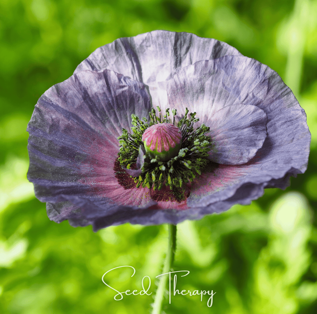 Southern Seeds Amazing Grey Poppy – 25 Seeds | Heirloom Boulevard