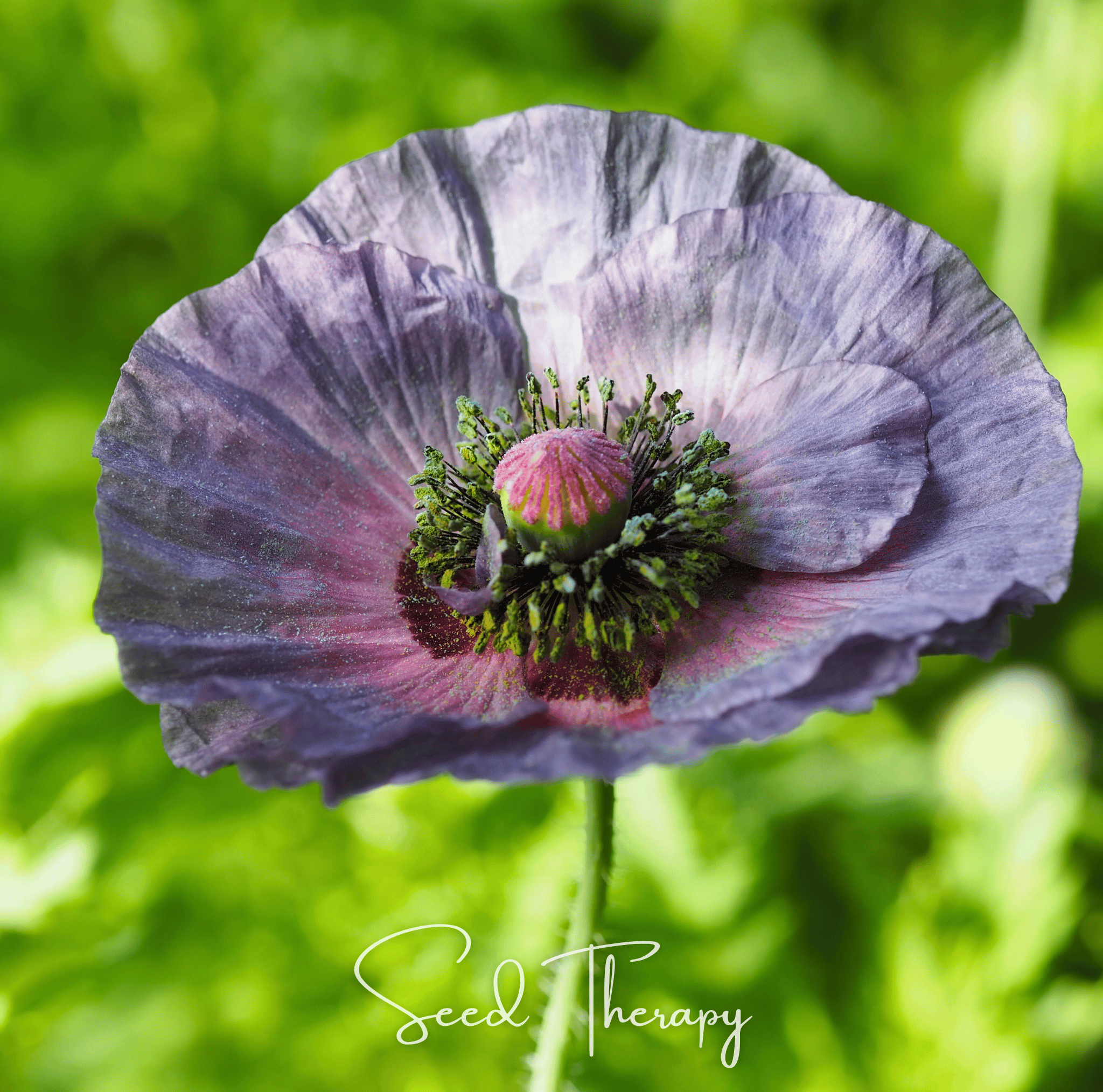 Southern Seeds Amazing Grey Poppy – 25 Seeds | Heirloom Boulevard